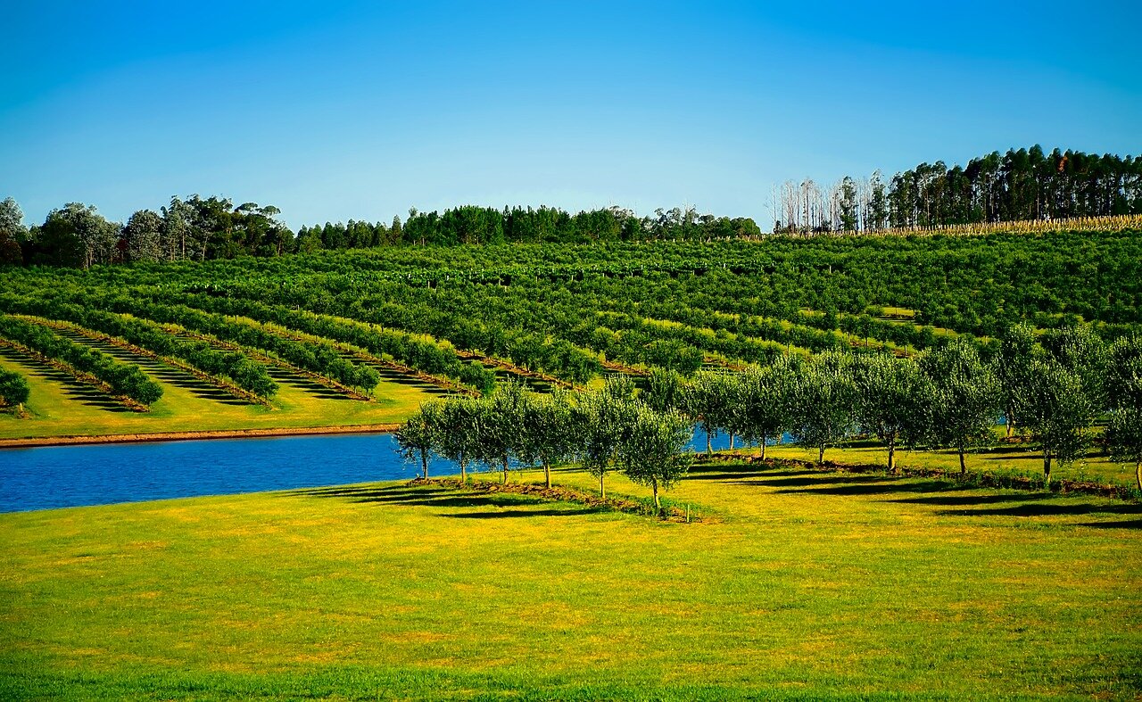 Zdjęcie przedstawia kanał wodny w Urugwaju. Wokół kanału znajdują się zielone tereny porośnięte niewysokimi drzewami owocowymi. Drzewa posadzone zostały w równo rozłożonych na ziemi rzędach. W tle widoczne są lasy.  