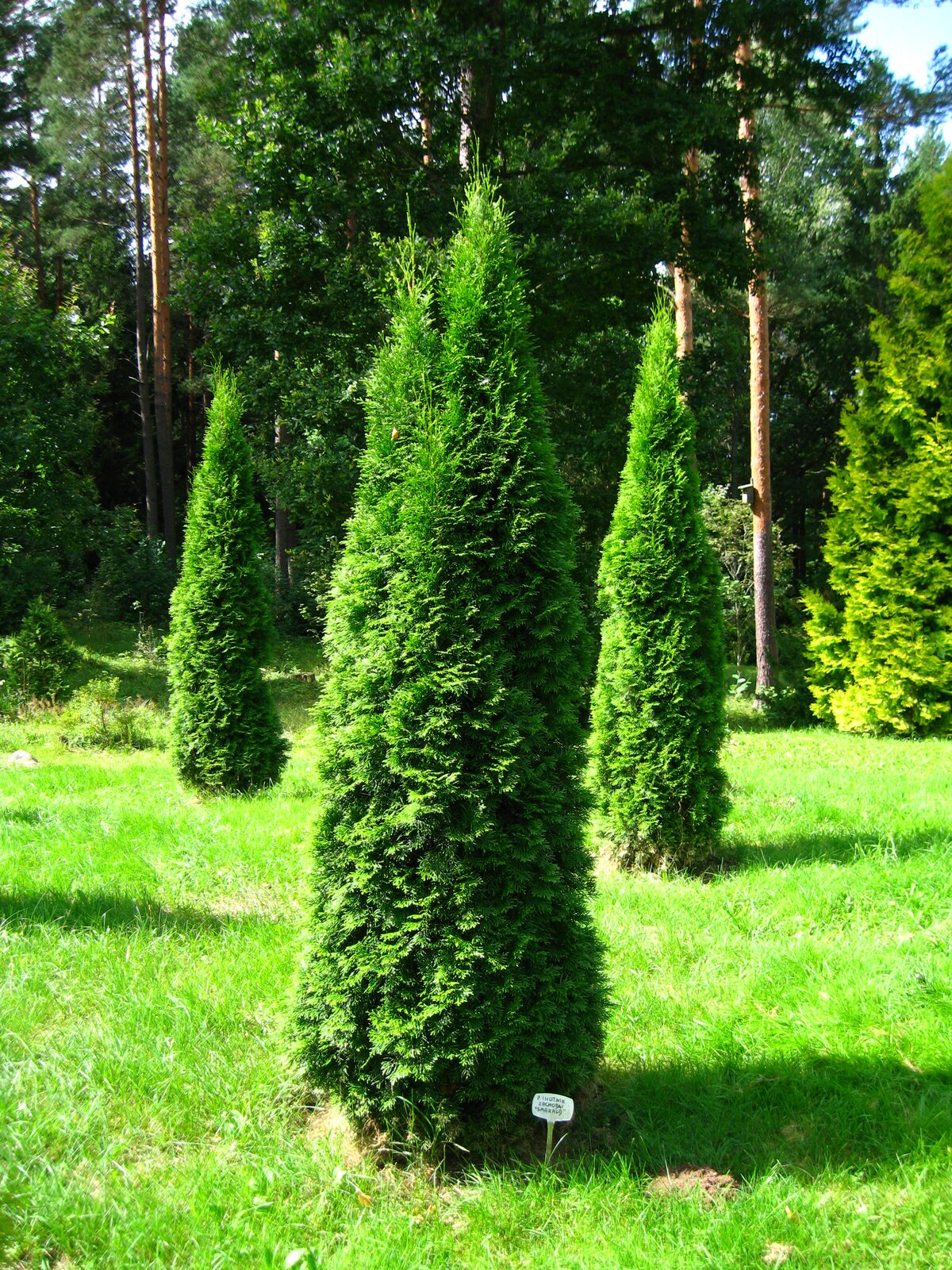 Na zdjęciu znajdują się Żywotniki zachodnie. Zielone igły ciasno przylegają do gałęzi. Korzeń jest praktycznie niewidoczny. Żywotniki mają pociągły, stożkowy kształt.