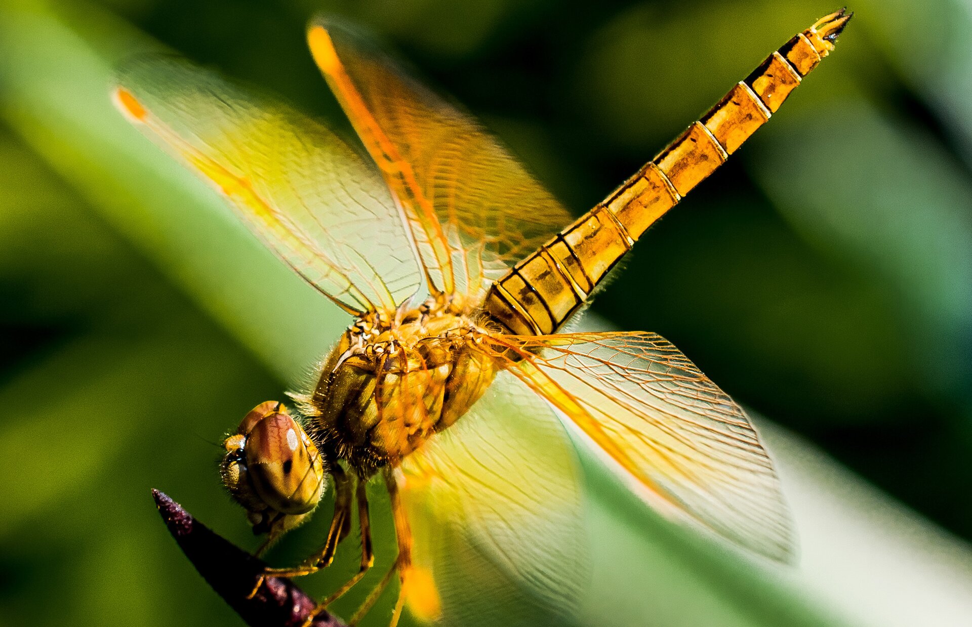 Fotografia przedstawia żółtą ważkę na tle rozmazanych liści.