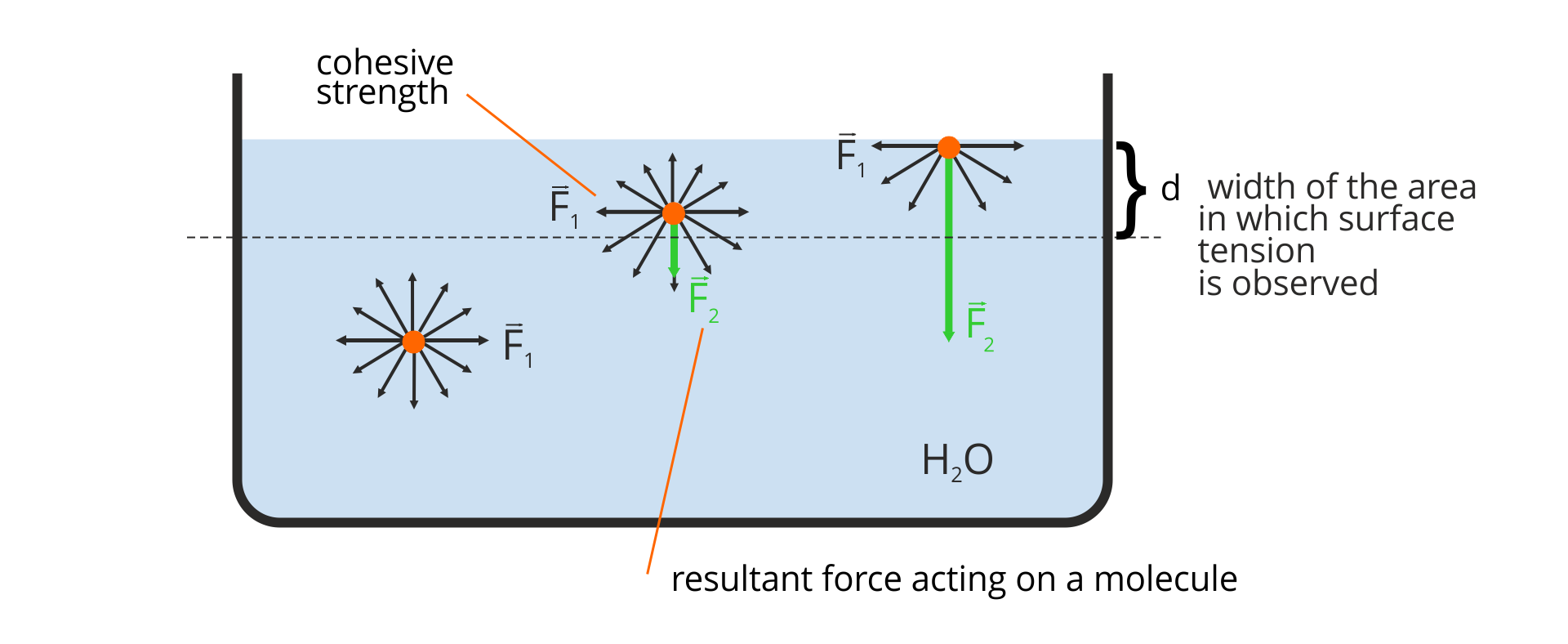 Rysunek przedstawia schemat oddziaływań zachodzących na powierzchni cieczy i w jej wnętrzu. Narysowane naczynie w kształcie prostokąta z zaokrąglonymi rogami wypełnione od dołu prawie do samej góry kolorem niebieskim, symbolizującym wodę, podpisanym H z indeksem dolnym 2, O. Mniej więcej na wysokości dwóch trzecich narysowana linia pozioma przerywana. Odległość od linii do powierzchni cieczy oznaczona d, symbolizujące odległość od powierzchni, gdzie można zaobserwować zjawisko napięcia powierzchniowego, opisana width of the area in which surface tension is observed. Po lewej stronie w połowie wysokości punkt. Wokół niego czarne strzałki skierowane na zewnątrz, symbolizujące siły kohezji, jedna z nich opisana F z indeksem dolnym 1. Na środku nad linią przerywaną punkt. Wokół niego czarne strzałki skierowane na zewnątrz, symbolizujące siły kohezji, jedna z nich opisana F z indeksem dolnym 1, podpisana cohesive strength. Na strzałce skierowanej pionowo do dołu narysowana krótsza strzałka zielona, symbolizująca siłę wypadkową działającą na cząsteczkę, opisana F z indeksem dolnym 2, podpisana resultant force acting on a molecule. Po prawej pod linią powierzchni wody punkt. Wokół jego dolnej połowy czarne strzałki skierowane na zewnątrz, symbolizujące siły kohezji, jedna z nich opisana F z indeksem dolnym 1. Na strzałce skierowanej pionowo do dołu narysowana mniej więcej trzykrotnie dłuższa strzałka zielona, symbolizująca siłę wypadkową działającą na cząsteczkę, opisana F z indeksem dolnym 2.