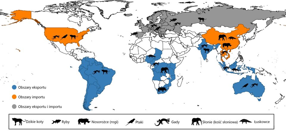 Grafika przedstawia mapę świata, na której zaznaczono obszary nielegalnego eksportu i importu zwierząt. Obszary zarówno eksportu, jak i importu ryb, gadów, ptaków i dzikich kotów to kraje Europy i Rosja. Stany Zjednoczone, Chiny, Wietnam, Laos i Tajlandia to kraje importu gadów, ptaków, dzikich kotów, słoni (kości słoniowej), nosorożców (rogów) i łuskowców. Obszary eksportu gadów, ptaków, łuskowców, dzikich kotów, słoni (kości słoniowej) i nosorożców (rogów) to cała Ameryka Południowa, Australia i Indonezja, Indie, Nigeria, Czad, Demokratyczna Republika Konga, Uganda, Tanzania, Angola, Mozambik i RPA.  