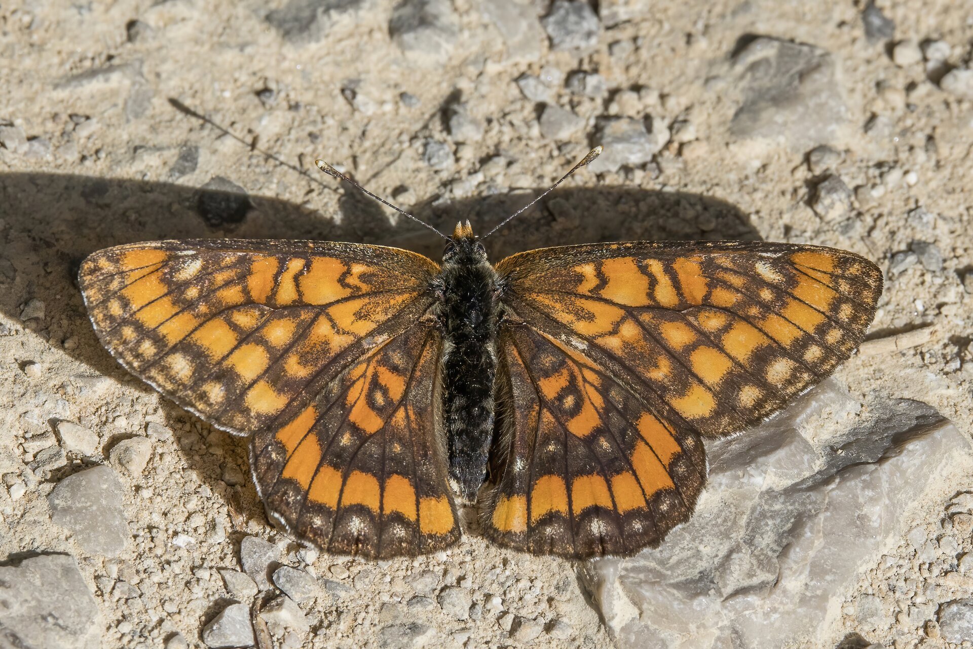 Zdjęcie przedstawiające przeplatka maturnę, czarny motyl z pomarańczowymi wzorami na skrzydłach. 