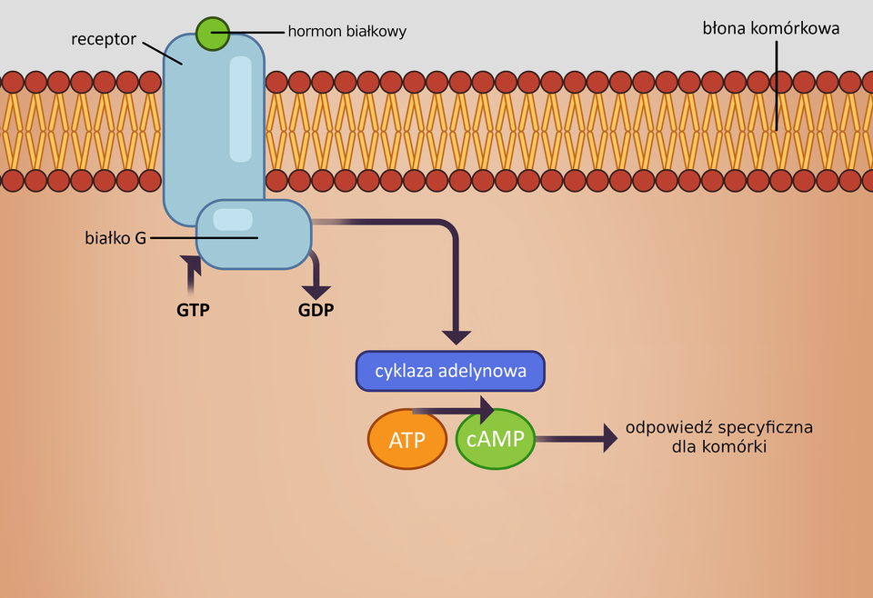 Schemat przekazywania sygnału przez receptor błonowy sprzężony z białkiem G. Hormon białkowy wiąże się z receptorem w błonie komórkowej, co aktywuje białko G i następuje wymiana GDP na GTP. Aktywne białko G pobudza cyklazę adenylanową, która przekształca ATP w cAMP. cAMP działa jako przekaźnik, wywołując specyficzną odpowiedź komórki.