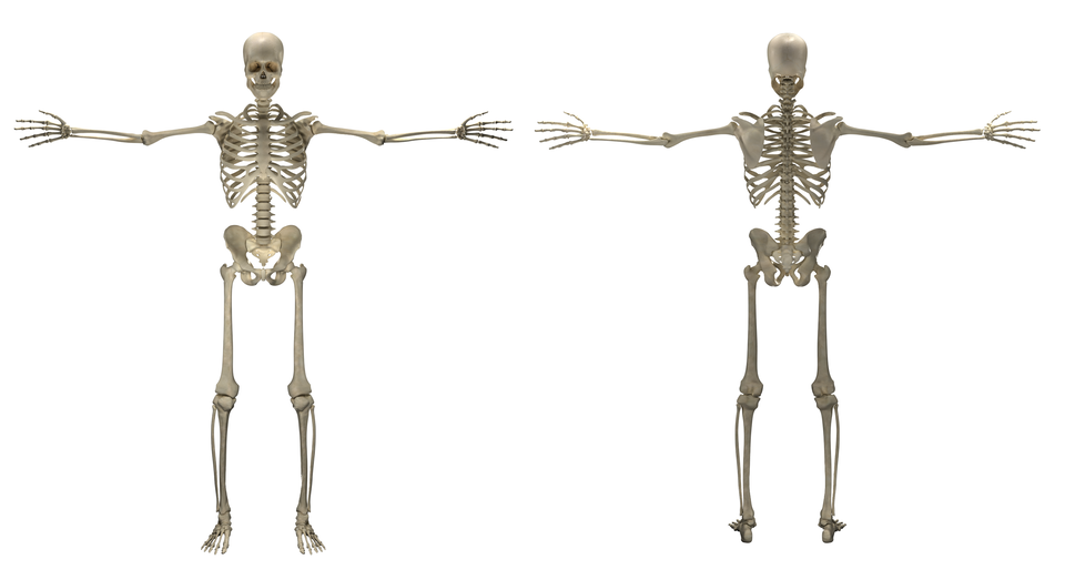 Ilustracja przedstawia szkielet człowieka z rozpostartymi szeroko rękami w pozycji na wprost widza i tyłem do widza.