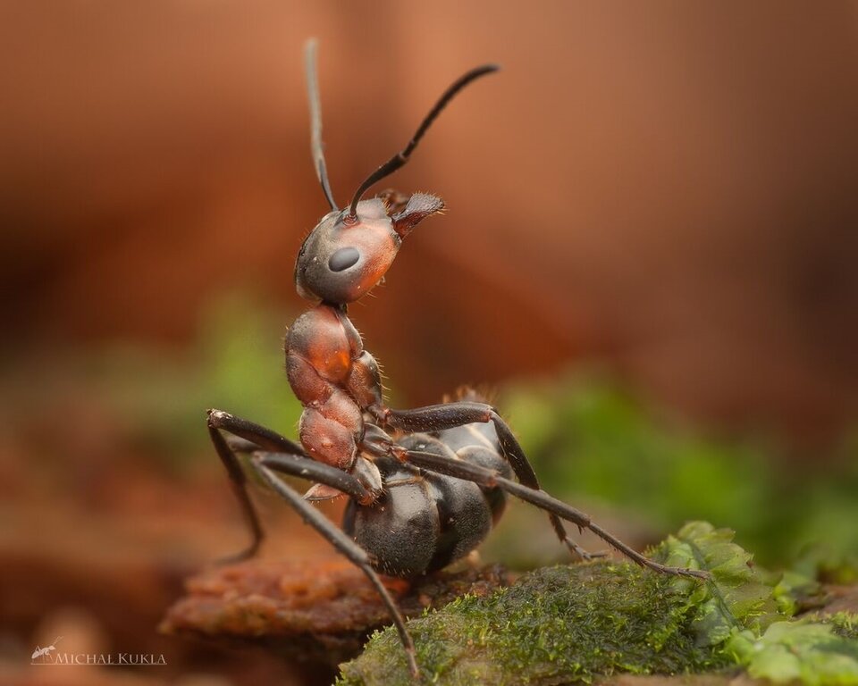 Zdjęcie przedstawia mrówkę. Ma ciemny pancerz z czerwonymi elementami. Ma wygięty w bok odwłok i uniesioną głowę.