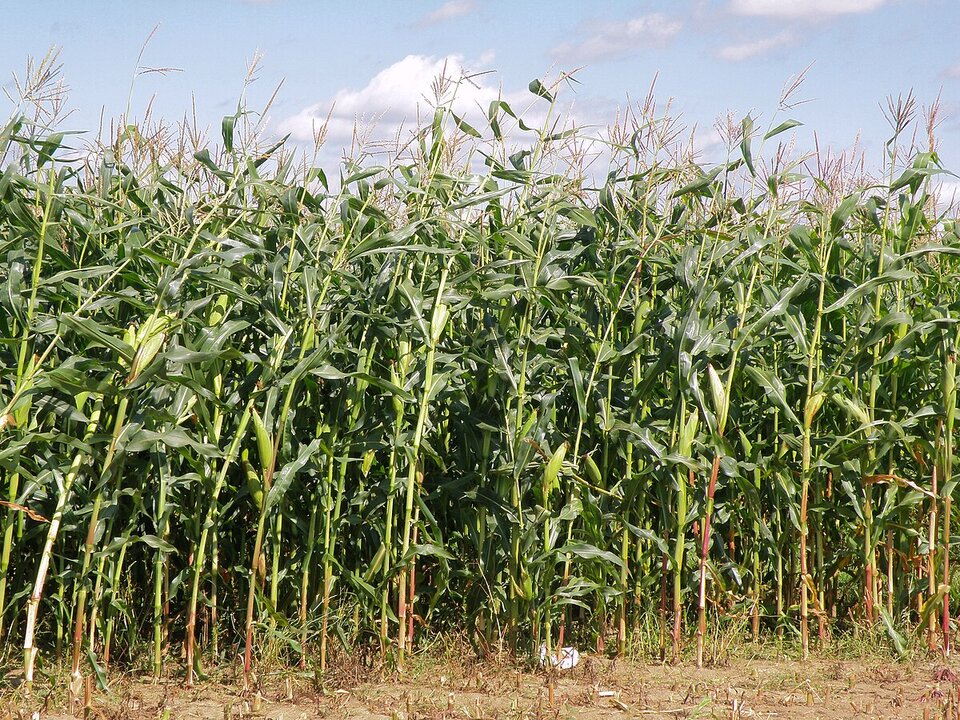 Zdjęcie przedstawia pole dojrzałej kukurydzy.    