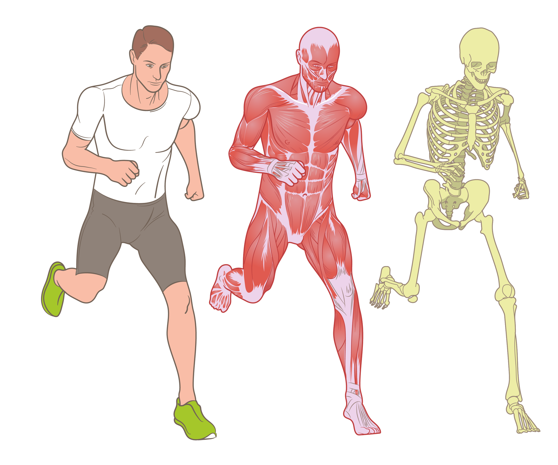 Ilustracja przedstawia trzy sylwetki człowieka. Pierwsza z lewej to biegnący sportowiec. Ubrany w białą koszulkę, szare spodenki i zielone buty. W środku ta sama sylwetka biegacza, ale czerwona, pozbawiona skóry. W ten sposób przedstawiono jeden z elementów układu ruchu – mięśnie. Ostatnia sylwetka to żółtawy szkielet.