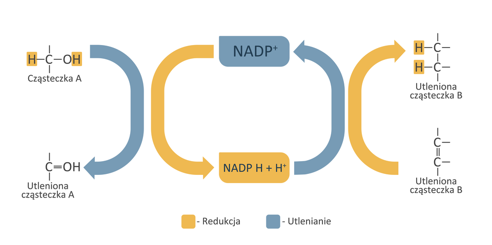 Grafika przedstawia schemat redukcji i utlenienia przenośników elektronów i protonów w reakcjach redoks. NADP plus redukuje się do NADPH plus H plus. Powstaje on w wyniku oderwania dwóch wodorów od cząsteczki A, w wyniku czego ulega ona utlenieniu. Natomiast NADP powstaje w wyniku utlenienia NADPH plus H plus. Cząsteczka B ulega redukcji do cząsteczki B, przyłączając do swojej struktury dwa wodory. 