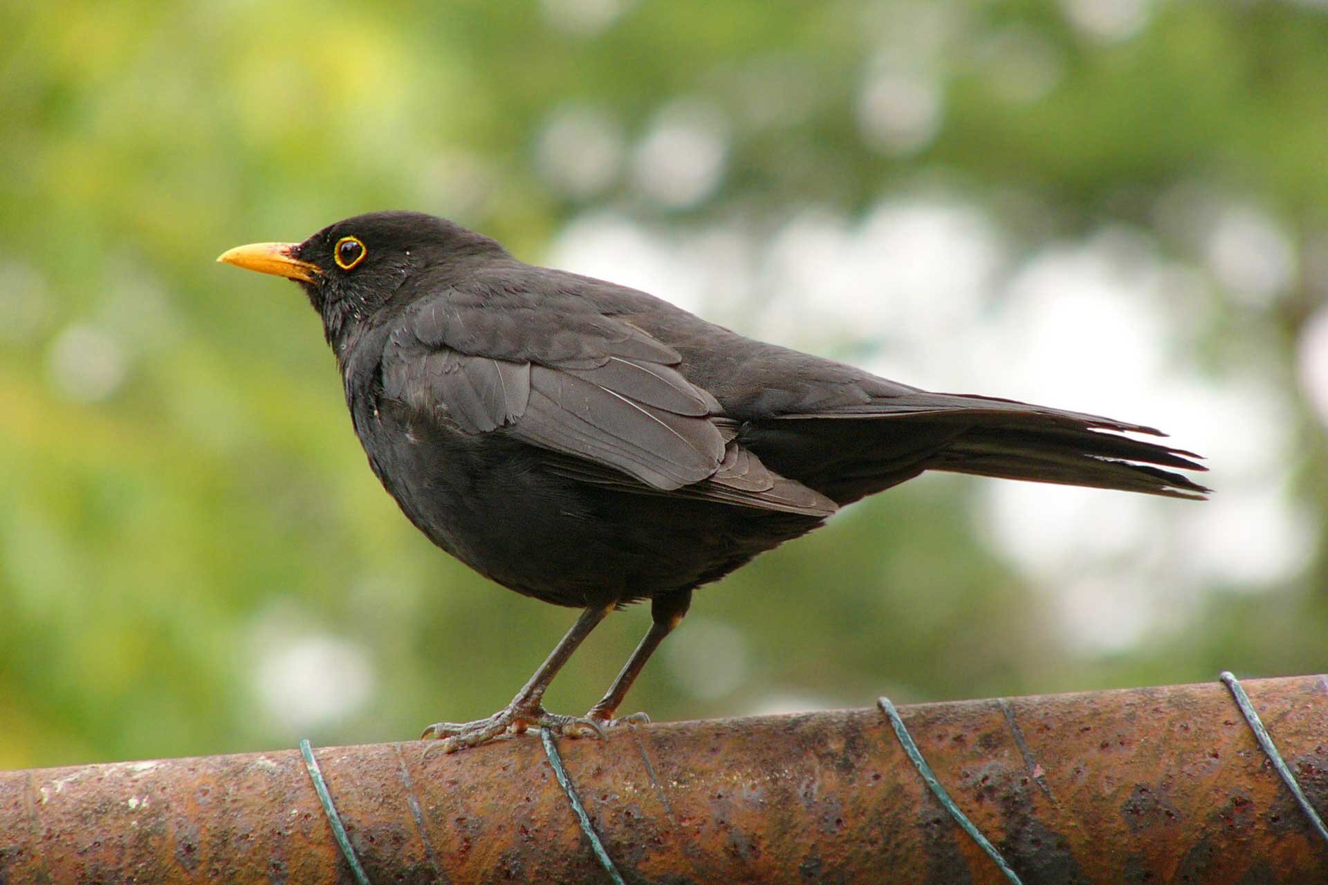 Fotografia przedstawia czarnego kosa z pomarańczowym dziobem. Okrągłe, czarne oko z żółtą obwódką. Ogon krótki. Ciemnobrązowe nogi.