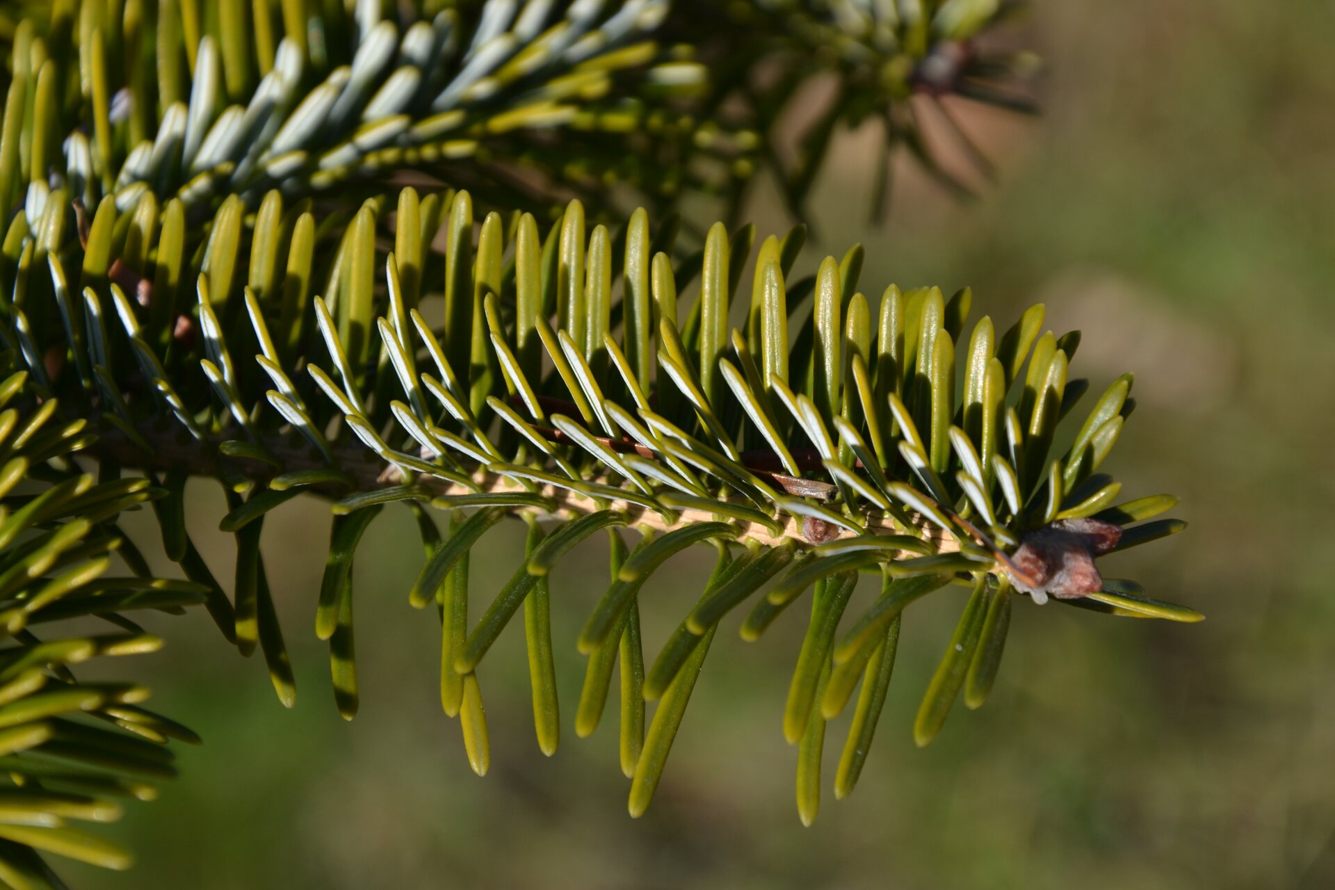 Grafika przedstawia zbliżenie na liście jodły kaukaskiej. Są one igłami, mają jasnozielony kolor i są owalnie zakończone. Rosną na cienkiej, brązowej gałązce.