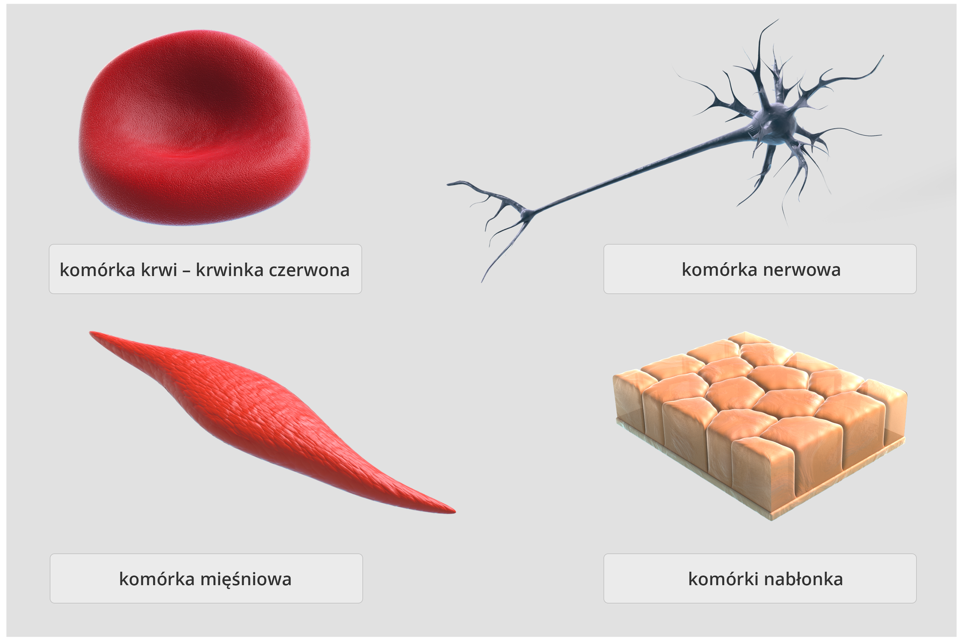 Różnorodność komórek – schemat przedstawia cztery przykładowe rodzaje komórek budujących organizmy zwierzęce. W lewym, górnym rogu, komórka w kształcie wklęsłego dysku – krwinka czerwona, obok wydłużona komórka z wypustkami , to komórka nerwowa. W lewym dolnym rogu, wydłużona komórka z zaostrzonymi końcami – komórka mięśniowa. Obok, kilka przylegających do siebie komórek w kształcie niskich sześcianów, to komórki nabłonka.