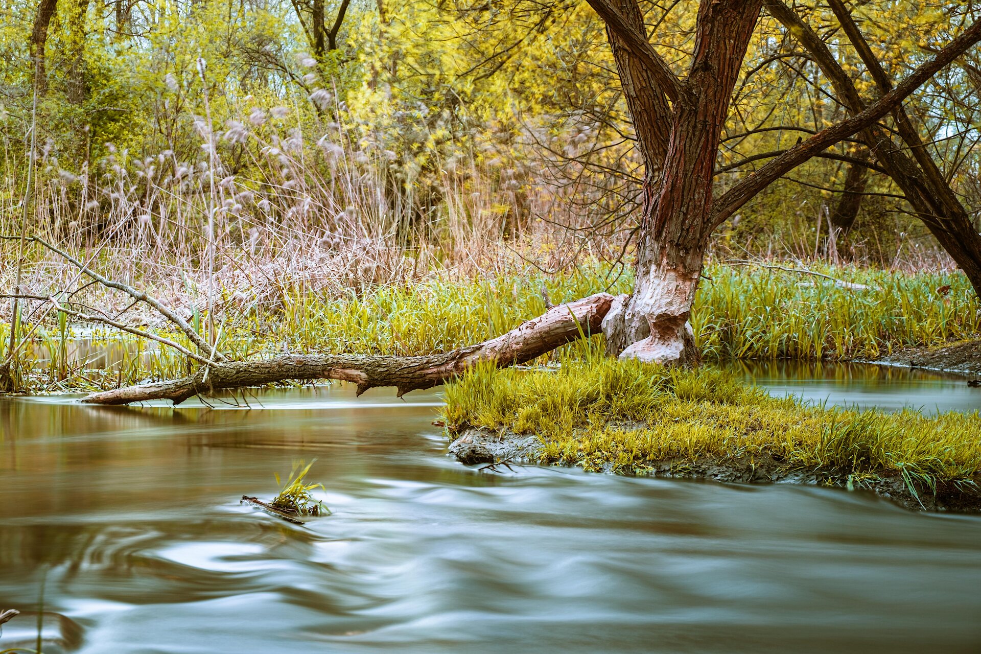 Fotografia przedstawia zbiornik wodny wokół zarośla i drzewa z obgryzioną korą.