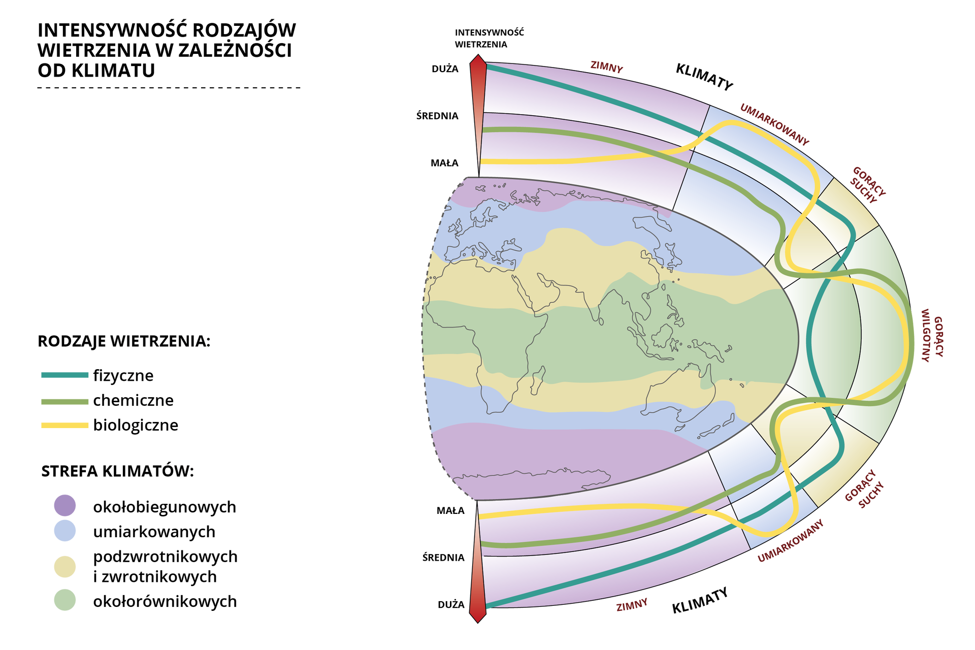 Ilustracja przedstawia wschodnią część półkuli ziemskiej. Na mapie zaznaczono zależność wietrzenia od klimatu oraz strefy klimatów. W rodzajach wietrzenia wyróżniono: wietrzenie fizyczne, chemiczne i biologiczne. Wyróżniono następujące strefy klimatów: okołobiegunowych, umiarkowanych, podzwrotnikowych i zwrotnikowych oraz okołorównikowych. Z grafiki można odczytać, że w klimacie zimnym okołobiegunowym dominuje wietrzenie fizyczne, znacznie mniejszy udział ma chemiczne, natomiast wietrzenie biologiczne występuje w bardzo niewielkim stopniu. W klimacie umiarkowanym największy udział posiada wietrzenie biologiczne, zaś najmniejszy chemiczne. Klimat gorący suchy okołorównikowy posiada największy udział wietrzenia fizycznego, natomiast wietrzenie chemiczne oraz biologiczne występuje znacznie rzadziej. W strefie klimatu gorącego wilgotnego podzwrotnikowego i zwrotnikowego najczęściej występuje wietrzenie chemiczne i biologiczne, natomiast wietrzenie fizyczne zdarza się bardzo rzadko.