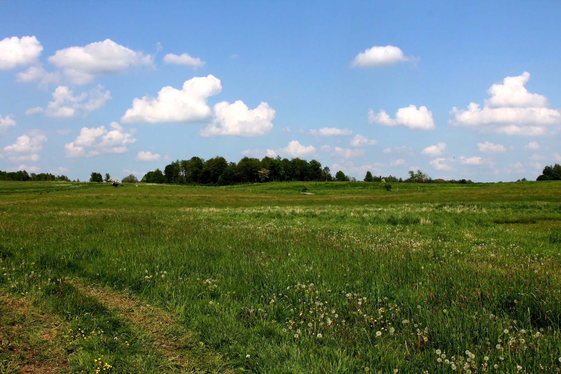 Zdjęcie przedstawia kwitnącą łąkę, w oddali drzewa, na pierwszym planie nieutwardzona droga.