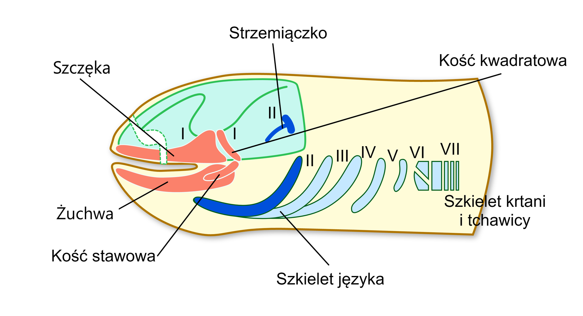 Szkielet trzewioczaszki. Pierwszy łuk skrzelowy ewoluuje do kości kwadratowej i stawowej oraz żuchwy i szczęki. Kości kwadratowa i stawowa różnią się kształtem od kości płazów. Z drugiego łuku wyodrębniona jest kosteczka słuchowa – strzemiączko. Kolejne łuki skrzelowe odpowiadają obecnemu szkieletowi języka. Łuki VI i VII przekształcają się w szkielet krtani i tchawicy.