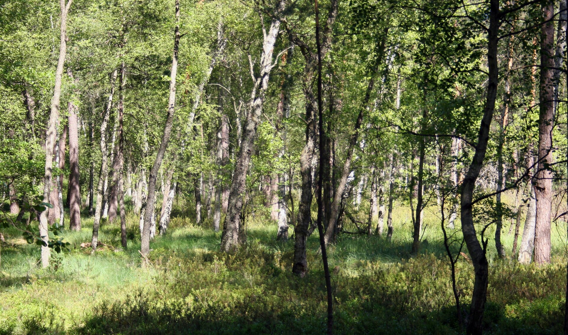 Na zdjęciu gęsty las liściasty na bagiennym terenie. Wysokie drzewa o dość cienkich pniach, lekko powykrzywianych. Liście ograniczają widoczność do kilkudziesięciu metrów. Teren porośnięty trawami oraz małymi roślinami iglastymi.