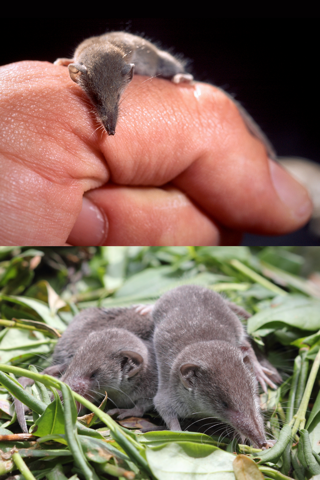 Dwie fotografie przedstawiają ryjówkę etruską. Na pierwszej człowiek trzyma ryjówkę na dłoni, a na drugiej dwie ryjówki w środowisku naturalnym. Ryjówka jest mniejsza niż ostatni człon kciuka. Ma wydłużony pyszczek z wąsami.