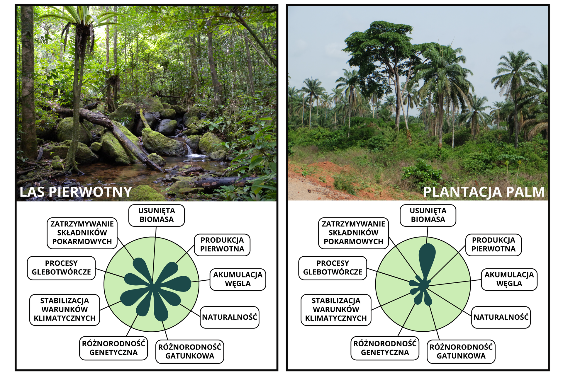 Grafika przedstawia zróżnicowanie funkcji przyrodniczych i gospodarczych pierwotnego wilgotnego lasu równikowego i plantacji palm. Pierwsza grafika przedstawia zdjęcie lasu pierwotnego. Widoczne są tam gęsto zarośnięte wysokie drzewa oraz niewielkie palmy. Podłoże jest usypane dużymi kamieniami oraz konarami drzew. Pod zdjęciem znajduje się schemat pokazujący, jakie funkcje ma ten typ lasów. Zatrzymuje on składniki pokarmowe, zachodzą tam procesy glebotwórcze, następuje stabilizacja warunków klimatycznych, występuje różnorodność genetyczna oraz różnorodność gatunkowa, naturalność, zachodzi akumulacja węgla oraz produkcja pierwotna, natomiast występuje w nim usunięta biomasa. Druga grafika przedstawia zdjęcie plantacji palm. Na fotografii znajdują się wysokie palmy, pod nimi rosną krzewy. Pod zdjęciem są wypisane funkcje – plantacja w małym stopniu zatrzymuje składniki pokarmowe, praktycznie nie zachodzą tam procesy glebotwórcze, w małym stopniu następuje stabilizacja warunków klimatycznych, różnorodność genetyczna oraz różnorodność gatunkowa, naturalność, nie zachodzi akumulacja węgla oraz produkcja pierwotna, natomiast w dużym stopniu zostaje usunięta biomasa. 