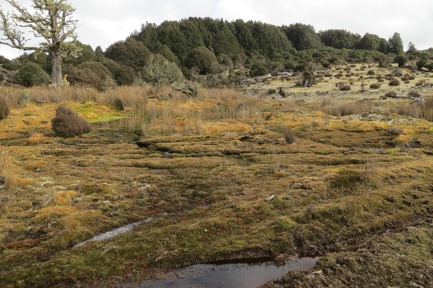 Fotografia przedstawiająca torfowisko, okolone drzewami. Podmokłe podłoże porośnięte przez trawy i karłowatą roślinność, zdominowane przez rozległe kępy mchu.