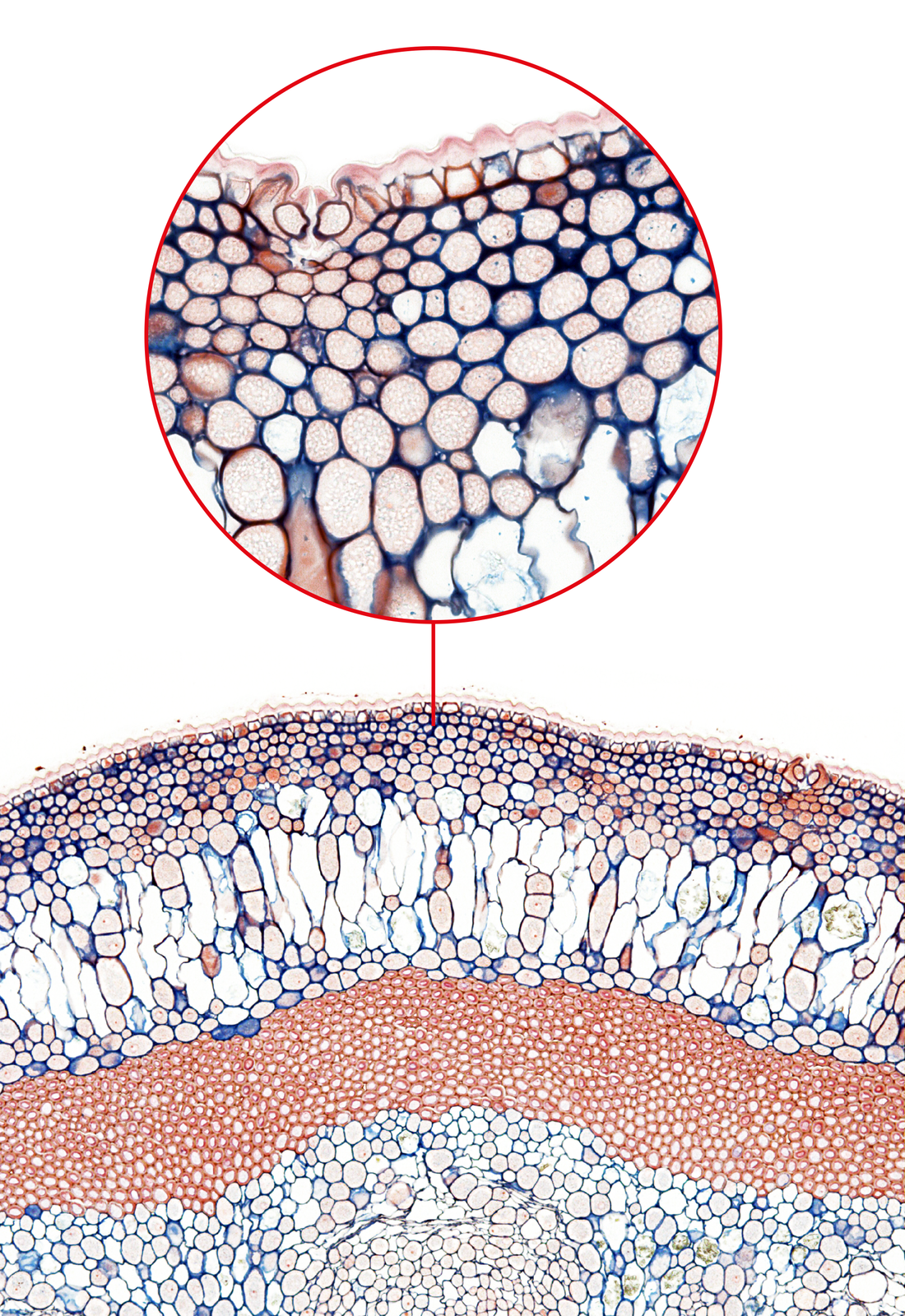 Fotografia mikroskopowa barwionego preparatu przekroju przez łodygę. U góry w powiększeniu ukazano liczne, przylegające do siebie komórki znajdujące się pod skórką. To tkanka wzmacniająca.