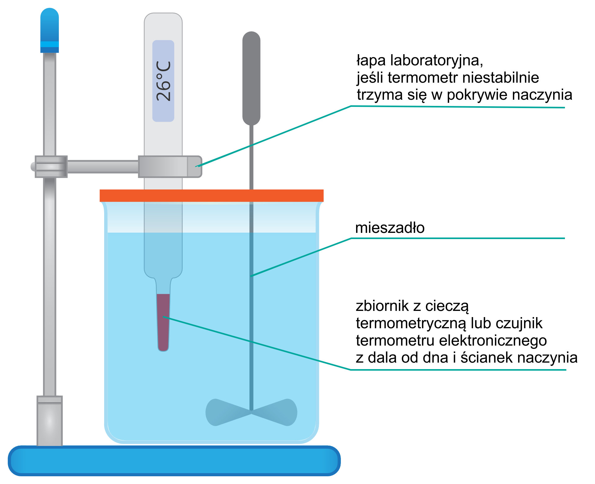Ilustracja przedstawia schemat aparatury doświadczalnej na białym tle. Na niebieskiej podstawce stoi przezroczysty zbiornik wypełniony prawie całkowicie niebieskawą cieczą termometryczną. Naczynie jest zamknięte szczelnie czerwoną pokrywką. Pokrywka jest wyposażona w mieszadło ze śmigiełkiem, od którego odchodzi kreska z napisem: mieszadło. Przez otwór w pokrywie wpuszczono pionowo termometr elektroniczny zaczepiony na statywie łapą laboratoryjną. Od łapy odchodzi kreska z napisem: łapa laboratoryjna jeśli termometr niestabilnie trzyma się w pokrywce naczynia. Termometr włożono w taki sposób, żeby nie dotykał ścianek naczynia. Od czerwonego dolnego zbiorniczka termometru odchodzi kreska z napisem: zbiornik z cieczą termometryczną lub czujnik termometru elektronicznego z dala od dna i ścianek naczynia. Na termometrze widoczny napis: cyfra 20, wskaźnik górny symbol stopnia, duża litera C.