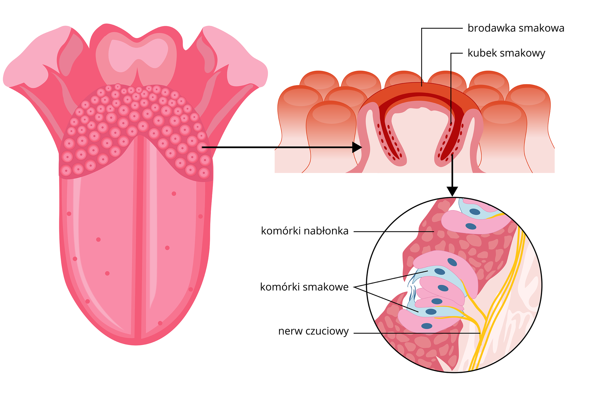 Ilustracja przedstawia duży różowy język. Na jego powierzchni znajdują się różne kropki. Powiększenie z prawej to pomarańczowo‑różowe słupki, czyli brodawki smakowe na języku. W ich ścianach znajdują się kubki smakowe. W kolejnym powiększeniu w kubku smakowym błękitne komórki smakowe znajdują się pomiędzy różowymi komórkami nabłonka. Od nich odchodzą nerwy smakowe.