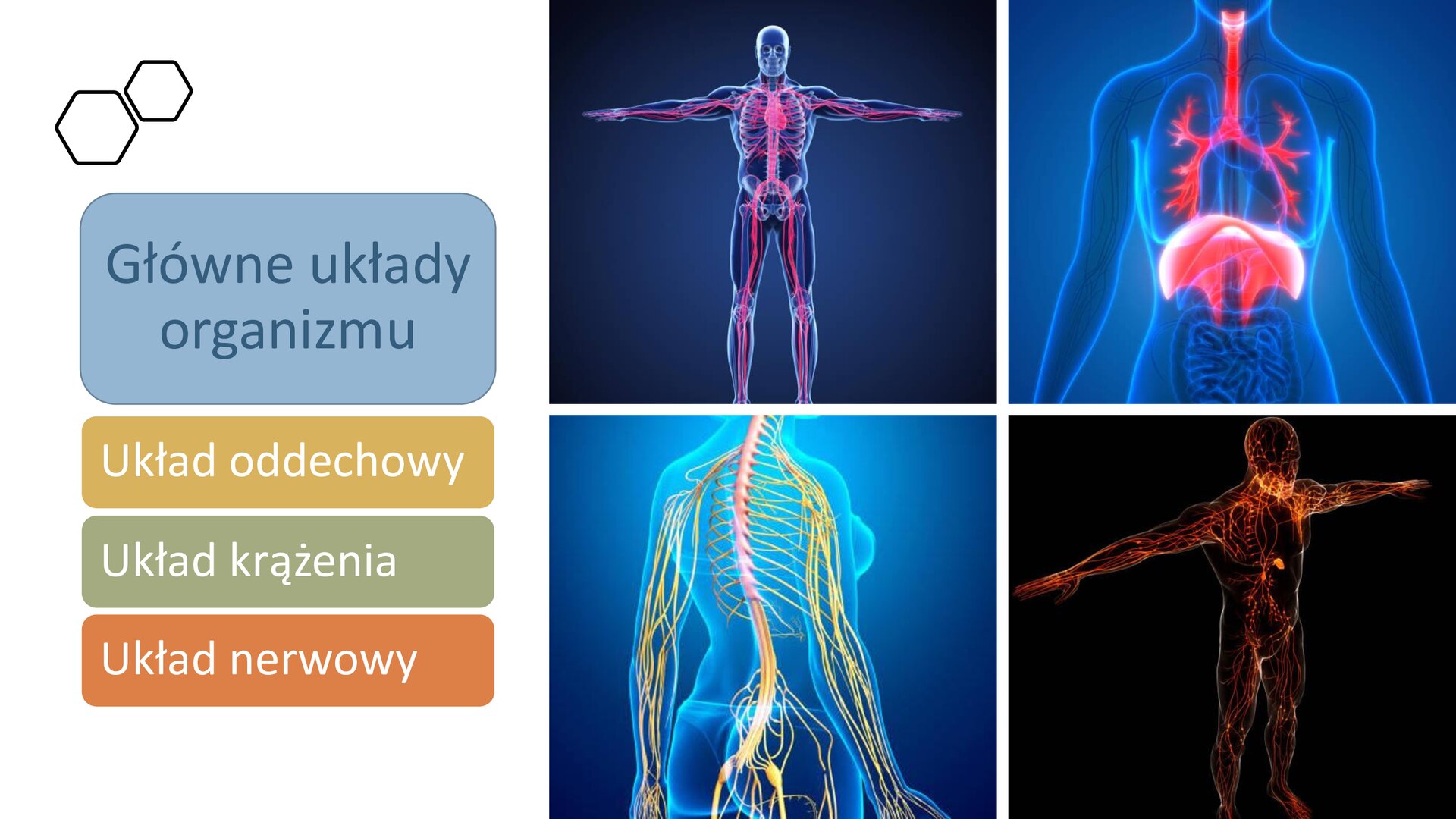 Biały slajd. Z lewej strony cztery prostokąty, niebieski, żółty, zielony i pomarańczowy, a w nich napisy: „Główne układy organizmu”, „Układ nerwowy”, „Układ krążenia”, „Układ nerwowy”. Z prawej strony slajdu cztery zdjęcia ustawione w dwóch rzędach. W górnym rzędzie ilustracje przedstawiają sylwetki człowieka, na którym zostały zaznaczone: układ krążeniowy i układ oddechowy. Ilustracje w dolnym rzędzie przedstawiają sylwetki ludzkie, na których zaznaczone zostały układy nerwowe człowieka.