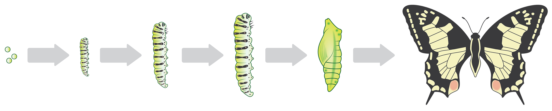 Rysunki przedstawiają od lewej kolejne etapy rozwoju motyla.