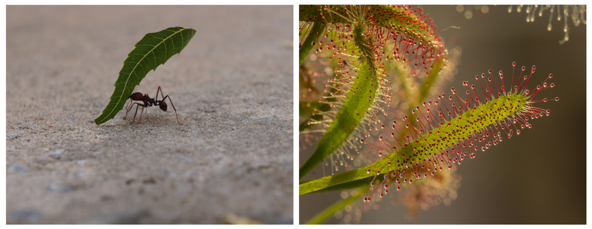 Ilustracja jest kolażem dwóch zdjęć. Jedno z nich przedstawia mrówkę niosącą liść, a drugie rosiczkę.