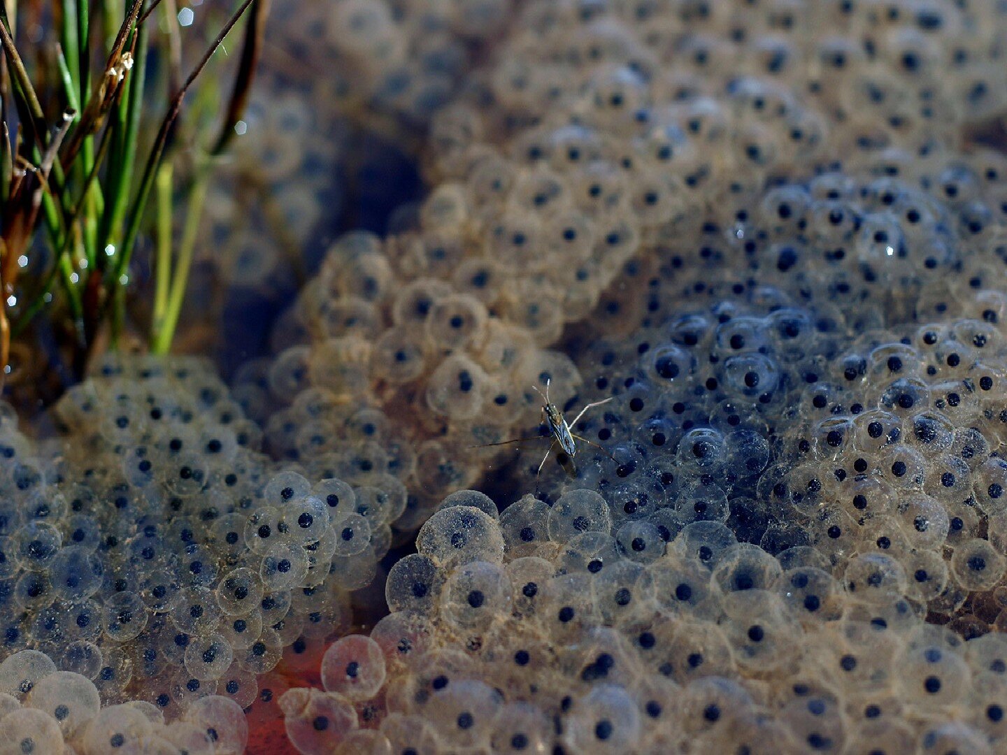 Zdjęcie przedstawia żabi skrzek. Całe zdjęcie obejmuje zbiornik wody stojącej. Zabi skrzek zajmuje centralną część zdjęcia. Jaja w galaretowatych przeźroczystych torebkach są zbite w grupę. Wokół skrzeku widoczne są źdźbła roślin wystających ponad powierzchnię wody.