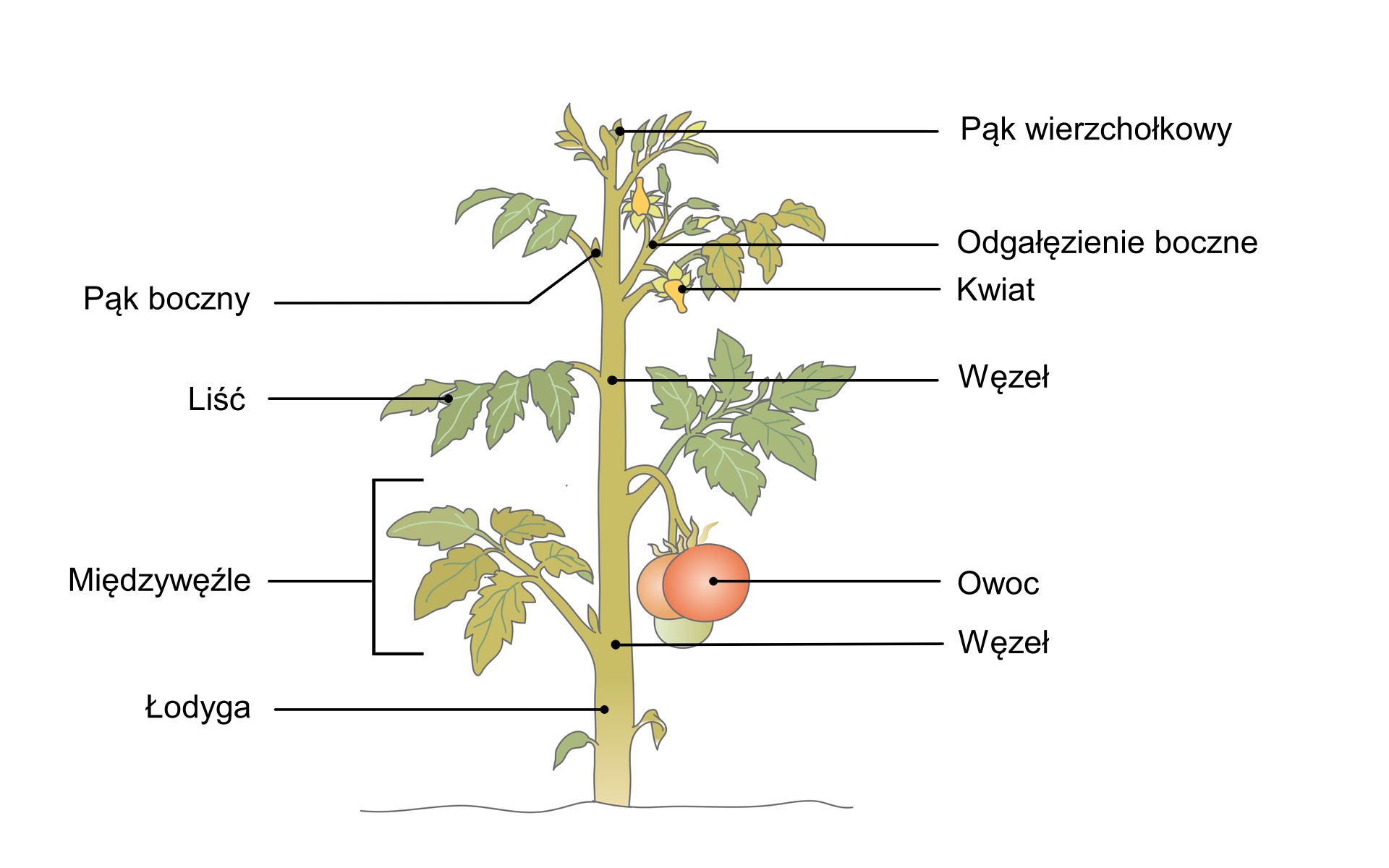 Rysunek przedstawia budowę łodygi pomidora. Łodyga to oś pędu. Na niej są osadzone są duże, ząbkowane liście i żółte małe kwiaty. Zgrubiałe części pędu to węzły, które dzielą łodygę na odcinki zwane międzywęźlami. Wzrost pędu na długość i jego rozgałęzienie zachodzą w miejscach zwanych pąkami. Ze względu na umiejscowienie i funkcje wyróżnia się pąki wierzchołkowe i boczne. Pąk wierzchołkowy jest niewielki i występuje na szczycie łodygi. Z kolei pąki boczne znajdują się w kątach liści i odpowiedzialne są za powstawanie bocznych odgałęzień pędu, na których wyrastają owoce pomidora. Na rysunku mają one barwę zieloną i czerwoną.