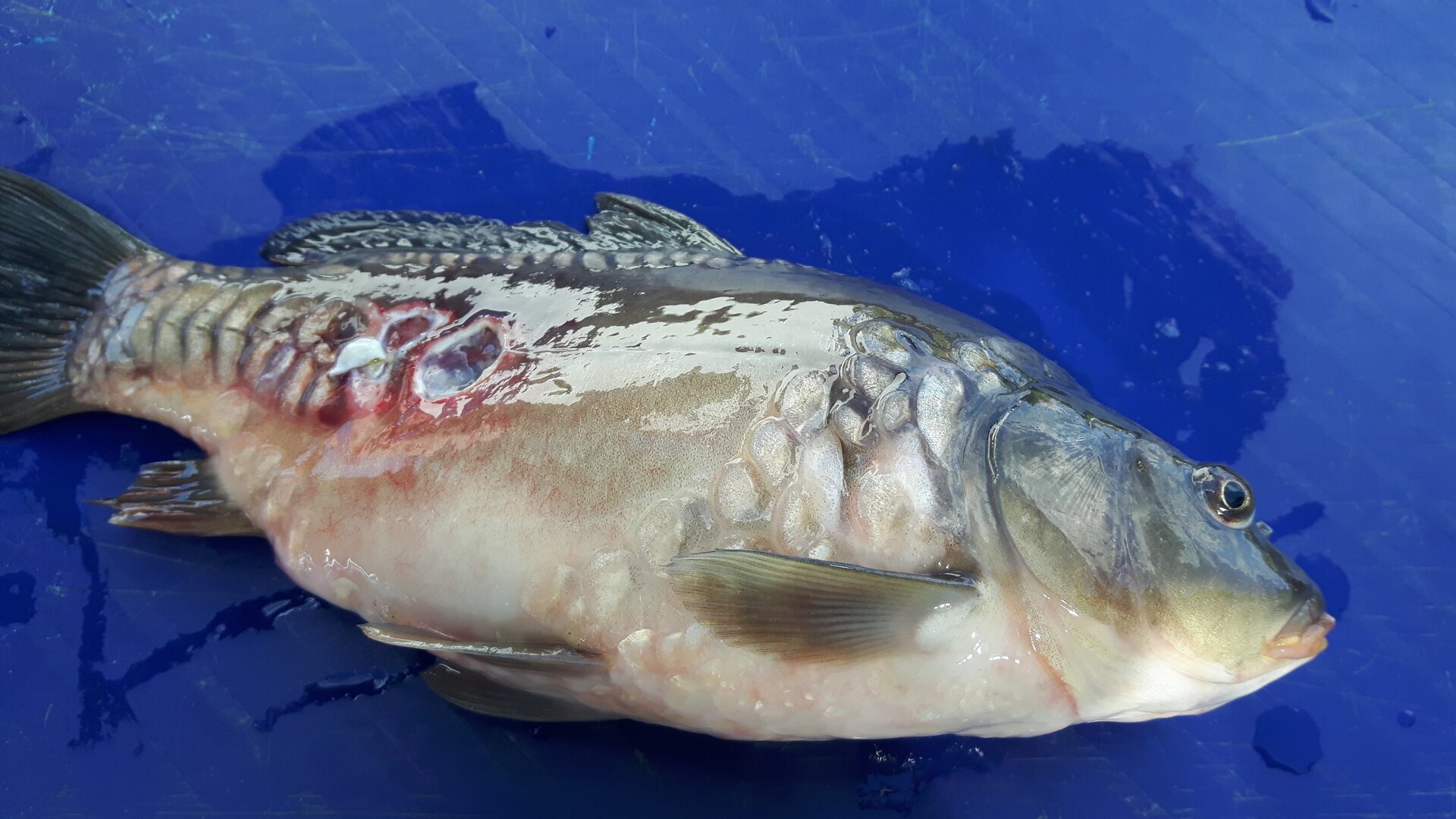 Zdjęcie przedstawia rybę zakażoną pałeczkami Aeromonas. Na skórze ryby widoczne są duże okrągłe zagłębienia. Są to wrzody. Środek wrzodu ma kolor czerwony, otacza go biała obwódka. 