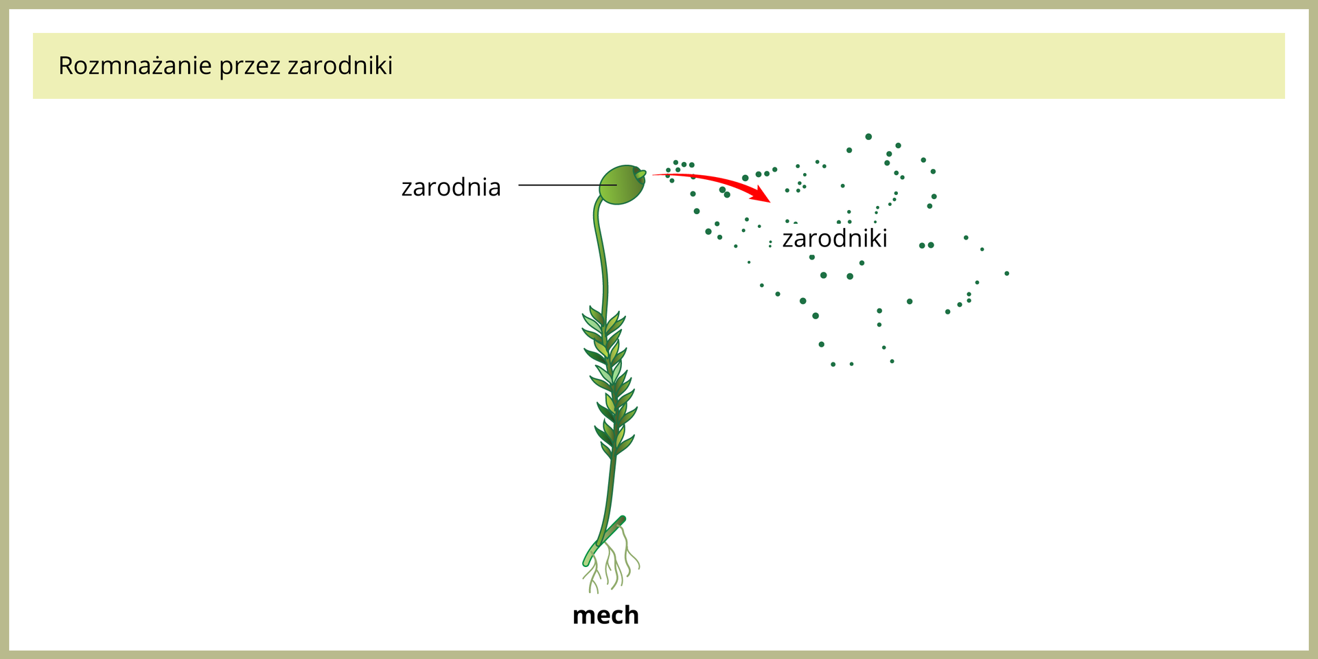 Ilustracja przedstawia pojedynczą, zieloną roślinę mchu. Na szczycie łodyżki znajduje się zgrubienie, czyli zarodnia. Czerwona strzałka wskazuje wysypujące się z niej liczne, malutkie zarodniki.