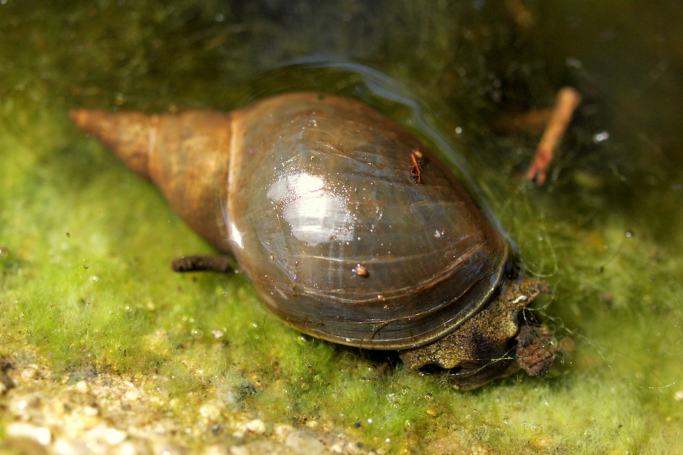 Fotografia przedstawia błotniarkę stawową na dnie zbiornika wodnego. Ciemnobrązowa muszla tego ślimaka jest jest silnie wydłużona, prawoskrętna, przypomina spiczasto zakończony rożek. Z muszli wysuwa się niewielki brązowy, fragment ciała (głowy) błotniarki.