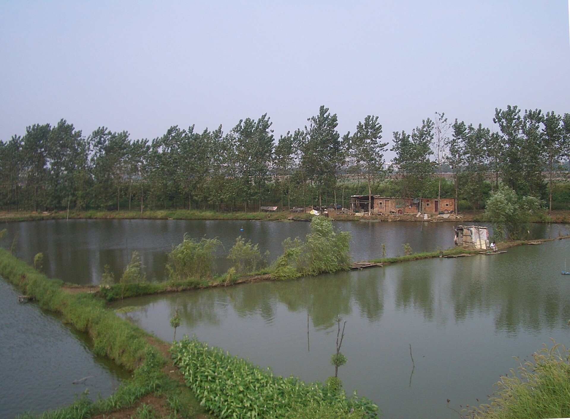 Zdjęcie przedstawia trzy stawy rybne w Hubei. Odgradzają je wąskie wały ziemne. W tle zniszczony budynek z czerwonej cegły, otaczają go drzewa.