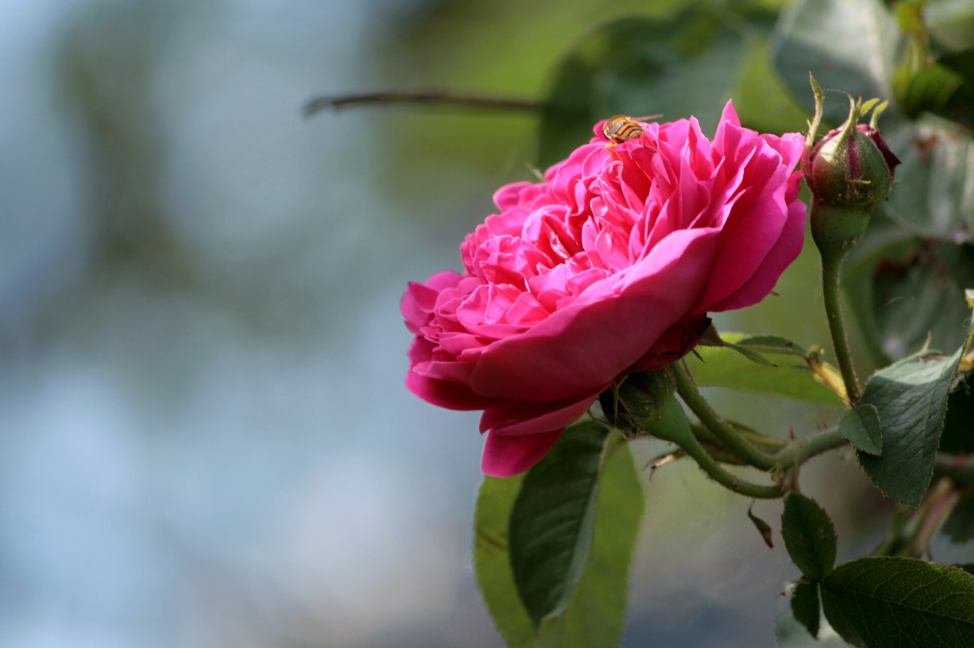Kolorowa fotografia przedstawia rozwinięty różowy kwiat dzikiej róży, na którym siedzi pszczoła. Na tej samej łodyżce po prawej stronie jest nierozwinięty jeszcze pąk, poniżej i z tyłu - liście. Tło jest rozmyte.