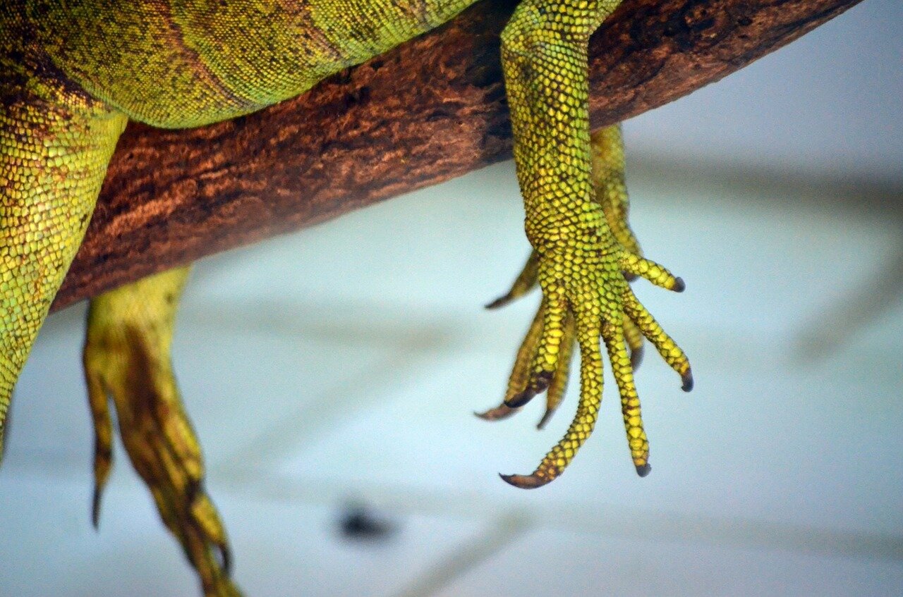 Zdjęcie przedstawia kończyny dolne legwana zielonego, leżącego na gałęzi. Na wyjątkową uwagę zasługują jego długie palce, zakończone zakrzywionymi, czarnymi pazurami. 