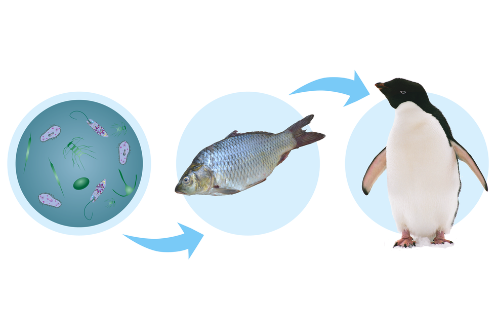 Schemat łańcucha pokarmowego, którego pierwsze ogniwo stanowi plankton. Trzy błękitne koła, jedno obok drugiego. W pierwszym od lewej ilustracja przedstawiająca zawieszone w wodzie pierwotniaki. Wśród nich orzęsione pantofelki i eugleny z długimi wiciami. Niebieska strzałka biegnie od pierwszego koła do drugiego. W drugim kole zdjęcie srebrzystej ryby. Strzałka prowadząca od drugiego do trzeciego koła wskazuje na fotografię biało-czarnego pingwina zamieszczoną w trzecim kole.