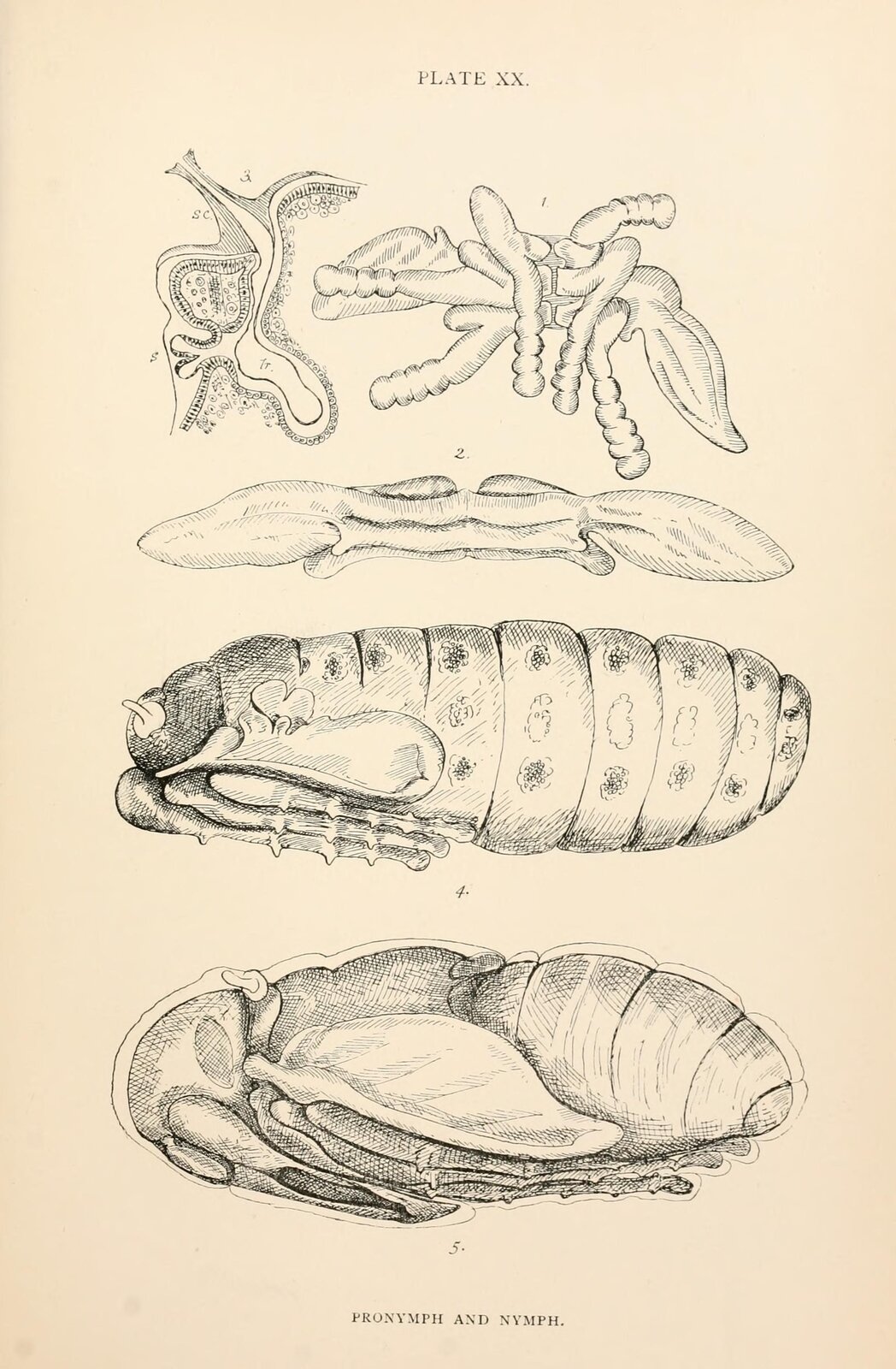 Rysunek przedstawia różne narządy i fazy rozwoju owada.