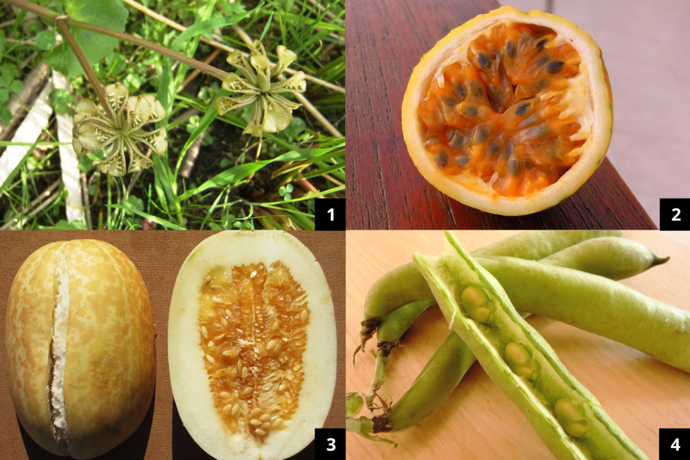 Opisz przystosowania owoców do wysiewu nasion.