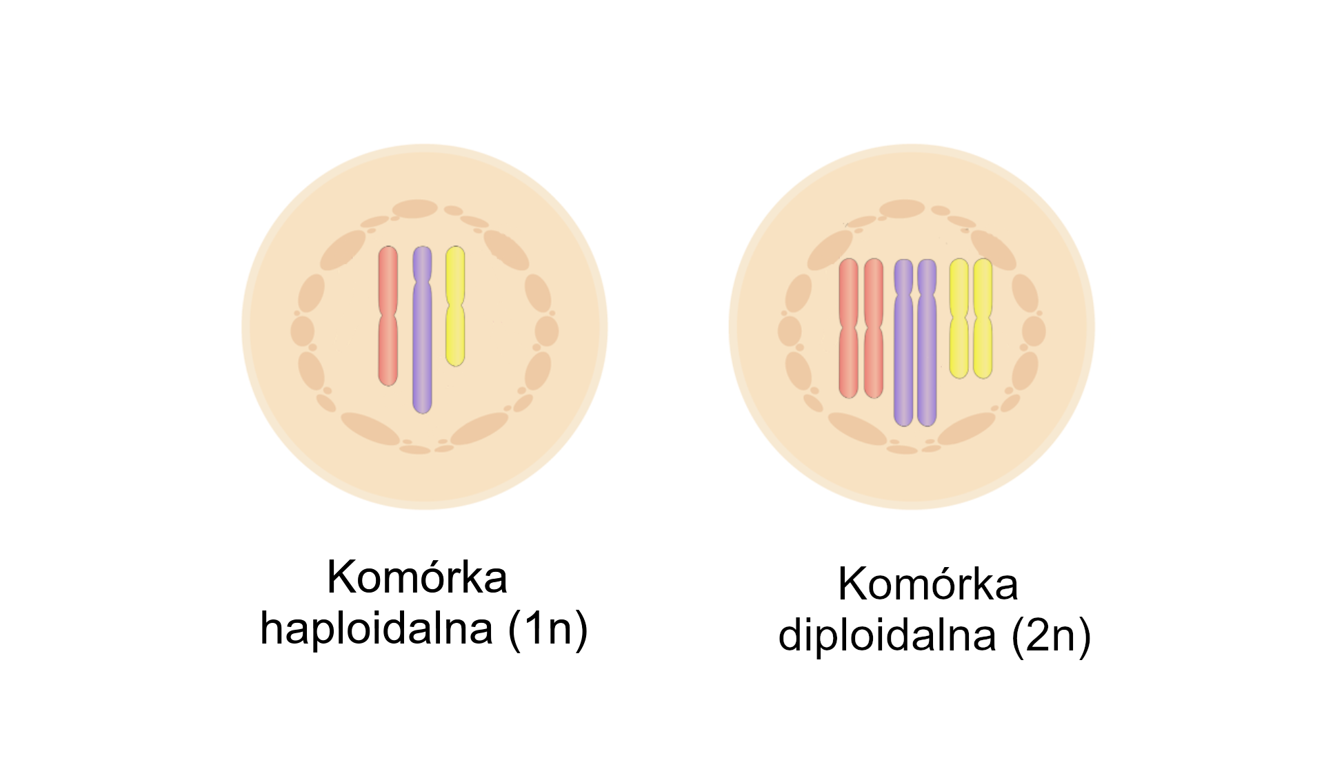 Grafika przedstawia dwie okrągłe beżowe komórki, posiadajace w centrum chromosomy w formie pionowych kolorowych pałeczek otoczonych okręgiem z ciemno beżowych plamek. Pierwsza komórka podpisana jako komórka haploidalna (1n) zawiera w jądrze komórkowym pojedynczy zestaw chromosomów składający się z trzech pałeczek w różnych kolorach, a druga podpisana jako komórka diploidalna (2n) – podwójny, składający się z trzech par pałeczek.