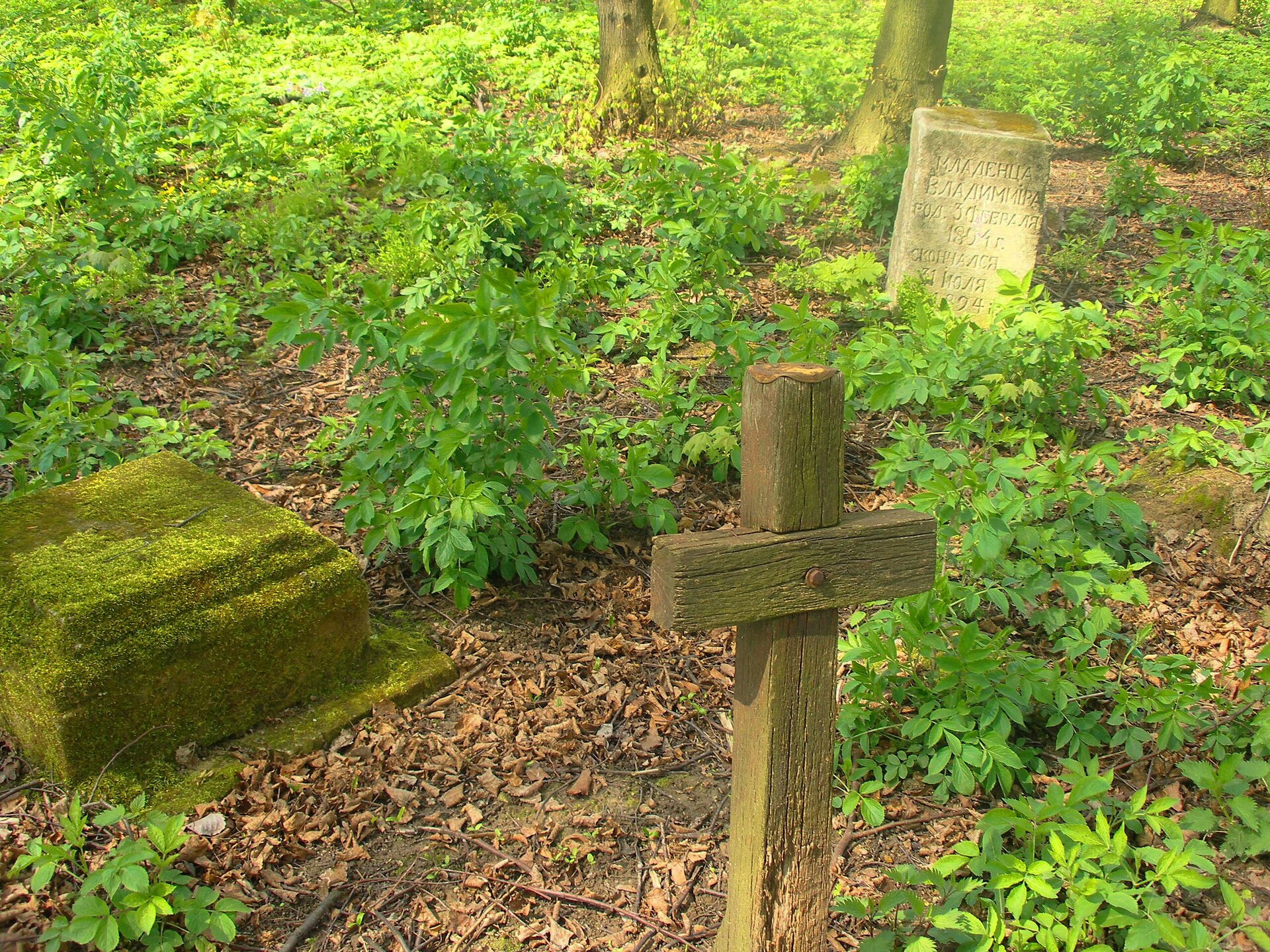 Na zdjęciu płyty kamienne i drewniany krzyż. Wszystko zarośnięte niską, leśną roślinnością. 