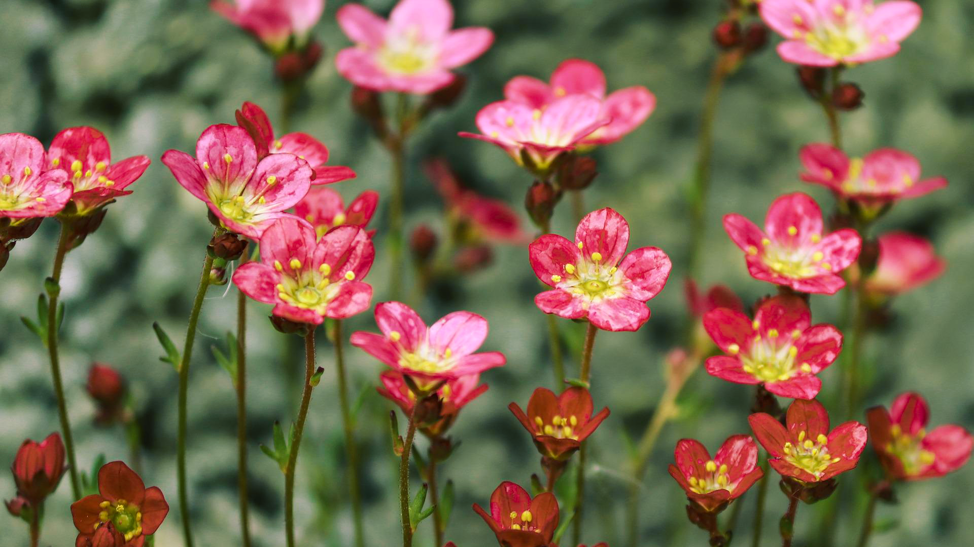 Zdjęcie przedstawia drobne kwiaty skalnicy.