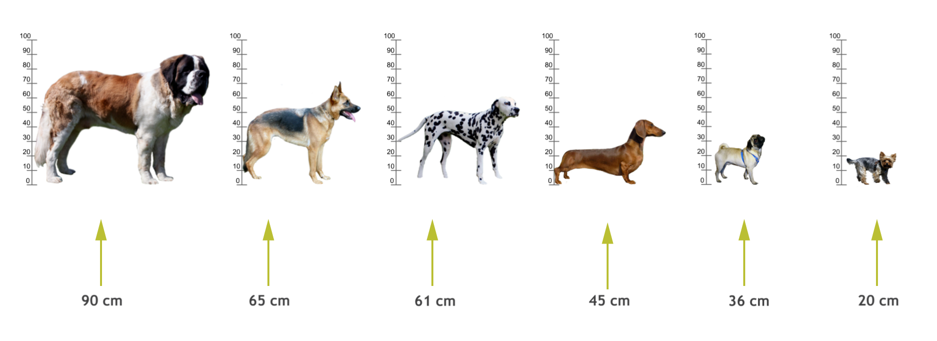 Na rysunku przedstawione są psy różnych ras, przy każdym psie jest miarka pionowa od 0 do 100 z jednostką co 10. Bernardyn podpis 90 centymetrów, owczarek niemiecki podpis 65 centymetrów, dalmatyńczyk podpis 61 centymetrów, jamnik podpis 45 centymetrów, mops podpis 36 centymetrów, york podpis 20 centymetrów.