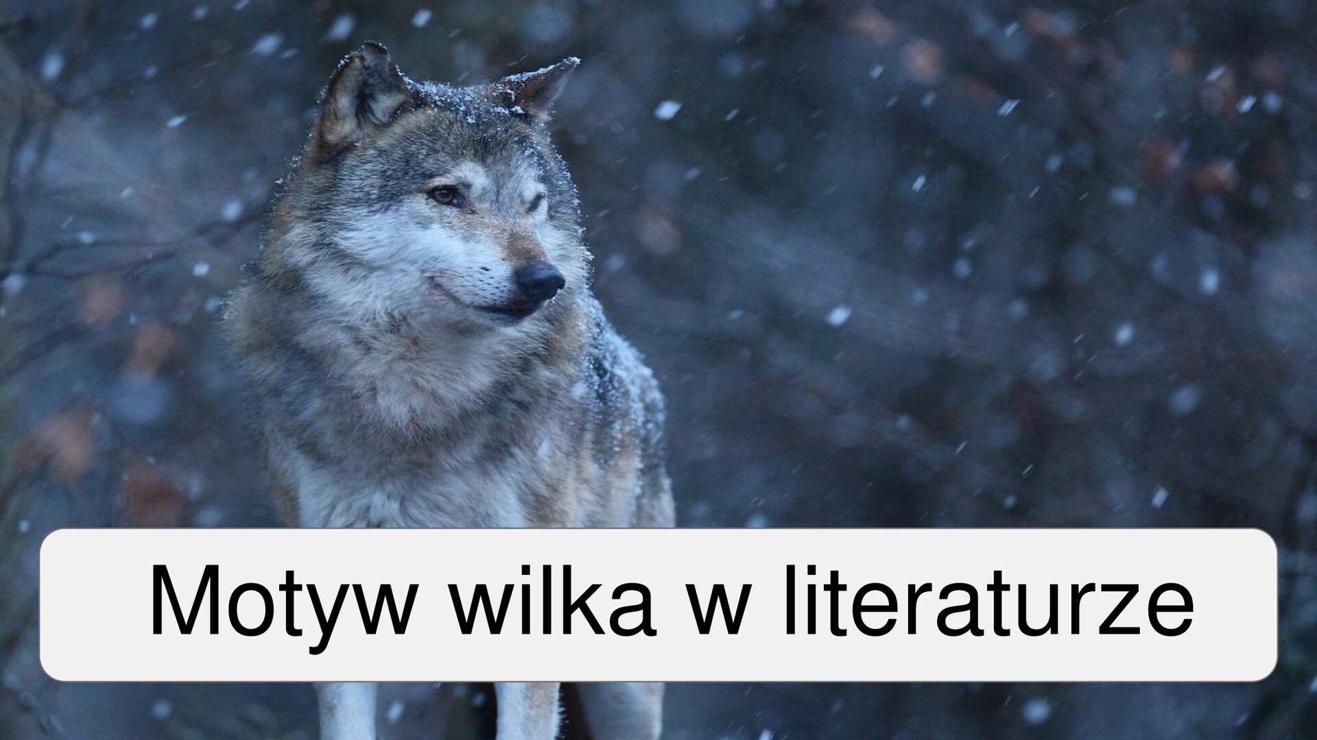 Fotografia przedstawia stojącego po lewej stronie kadru wilka, który ma głowę zwróconą w prawo. W tle widać las i płatki padającego śniegu. Z prawej strony kadru znajduje się napis: Motyw wilka w literaturze.