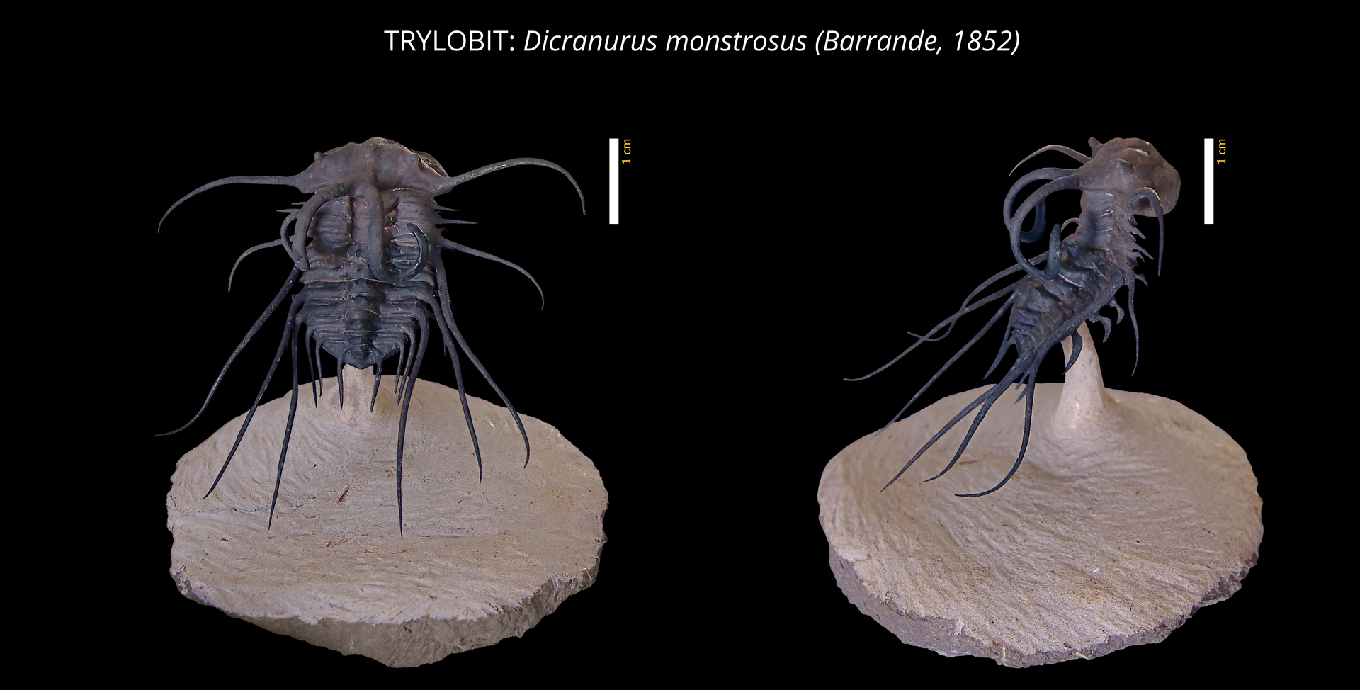 Na ilustracji trylobit o owalnym ciele. Od strony grzbietu pancerz. Kolor brązowy. Z lewej strony widok z góry. Z prawej strony widok z boku. Narysowano podziałkę 1 cm. Trylobit ma około czterech centymetrów długości. Z boków wychodzą długie cienkie odnóża. Tło zdjęcia czarne. W górnej części grafiki znajduje się napis: "TRYBLOIT: Dicranurus monstrosus (Barrande, 1852)".