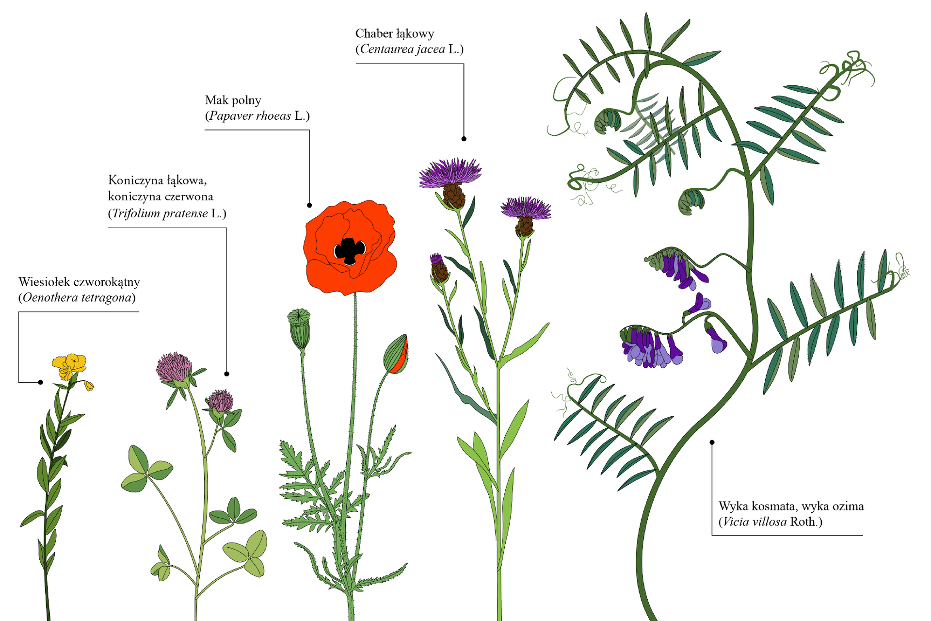 Grafika przedstawia pięć gatunków kwiatów. Od lewej strony znajduje się wiesiołek czworokątny. Oenothera tetragona. Wiesiołek ma żółte, promieniste kwiaty z czterema działkami kielicha i płatkami korony kwiatu. Następna jest koniczyna łąkowa, koniczyna czerwona. Trifolium pratense el. Koniczyny ma jasnofioletowe kwiaty składając się z wielu podłużnych, rurkowatych płatków, które składają się na kształt kuli. Kolejną rośliną jest mak polny. Papawer rhoeas el. Maki mają czerwone płatki, układają się w kształt rozłożystego kielicha. Łodygi są cienkie, obrośnięte szczeciniasto. Obok maku występuje chaber łąkowy. Centaurea jacea el. Chabry są niebieskie, mają rozłożyste, postrzępione płatki. Ostatnim kwiatem jest wyka kosmata, wyka ozima. Vicita villosa Roth. Ma fioletowe kwiaty zebrane w gęste, groniaste kwiatostany, osadzone na długich szypułkach.