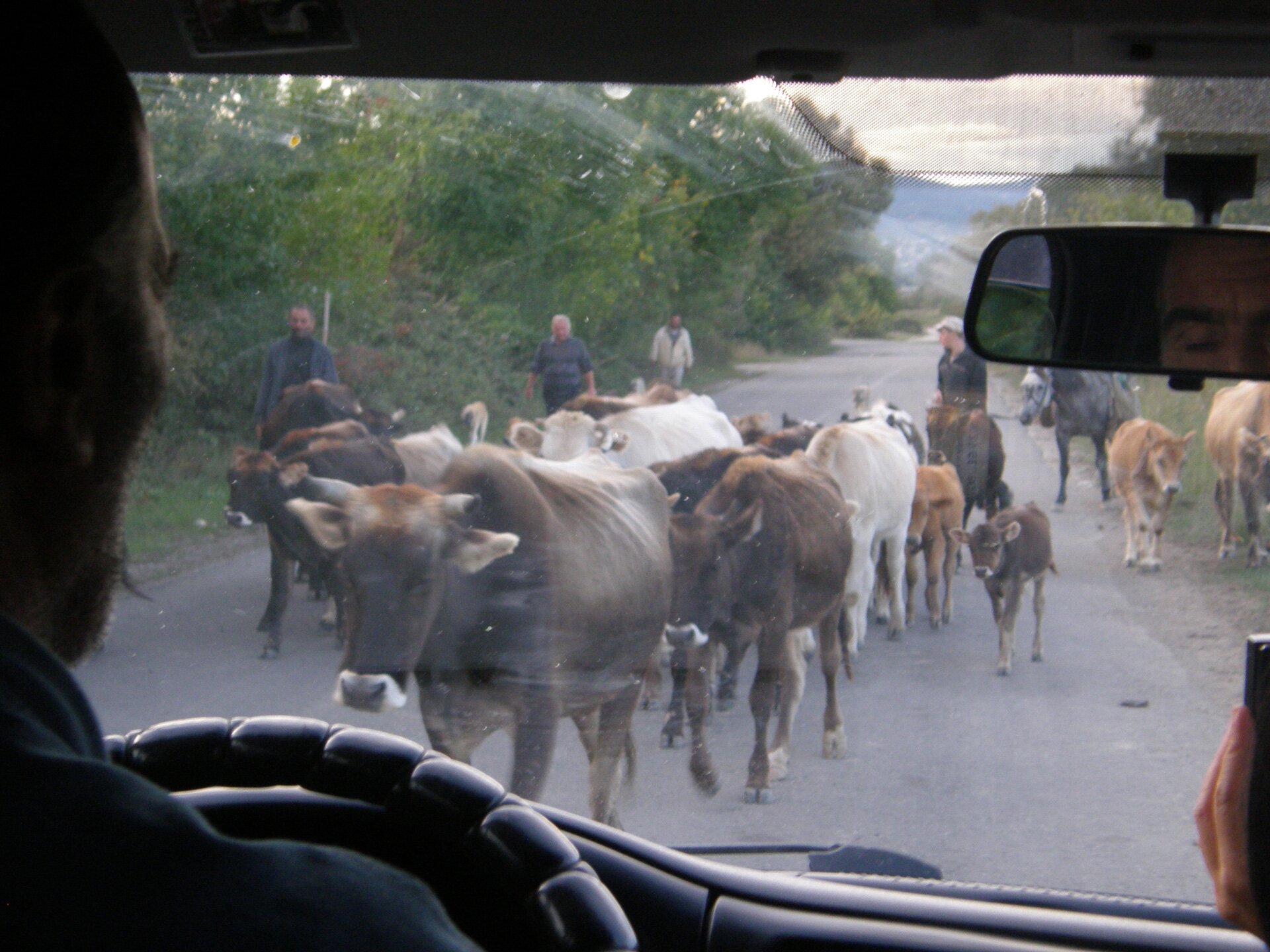 Na zdjęciu przestawiona jest droga z perspektywy kierowcy samochodu zza szyby. Droga ta została zablokowana przez stado bydła, prowadzone przez kilku mężczyzn. Dwóch z nich jedzie konno. Zbocze drogi jest gęsto porośnięte roślinnością.