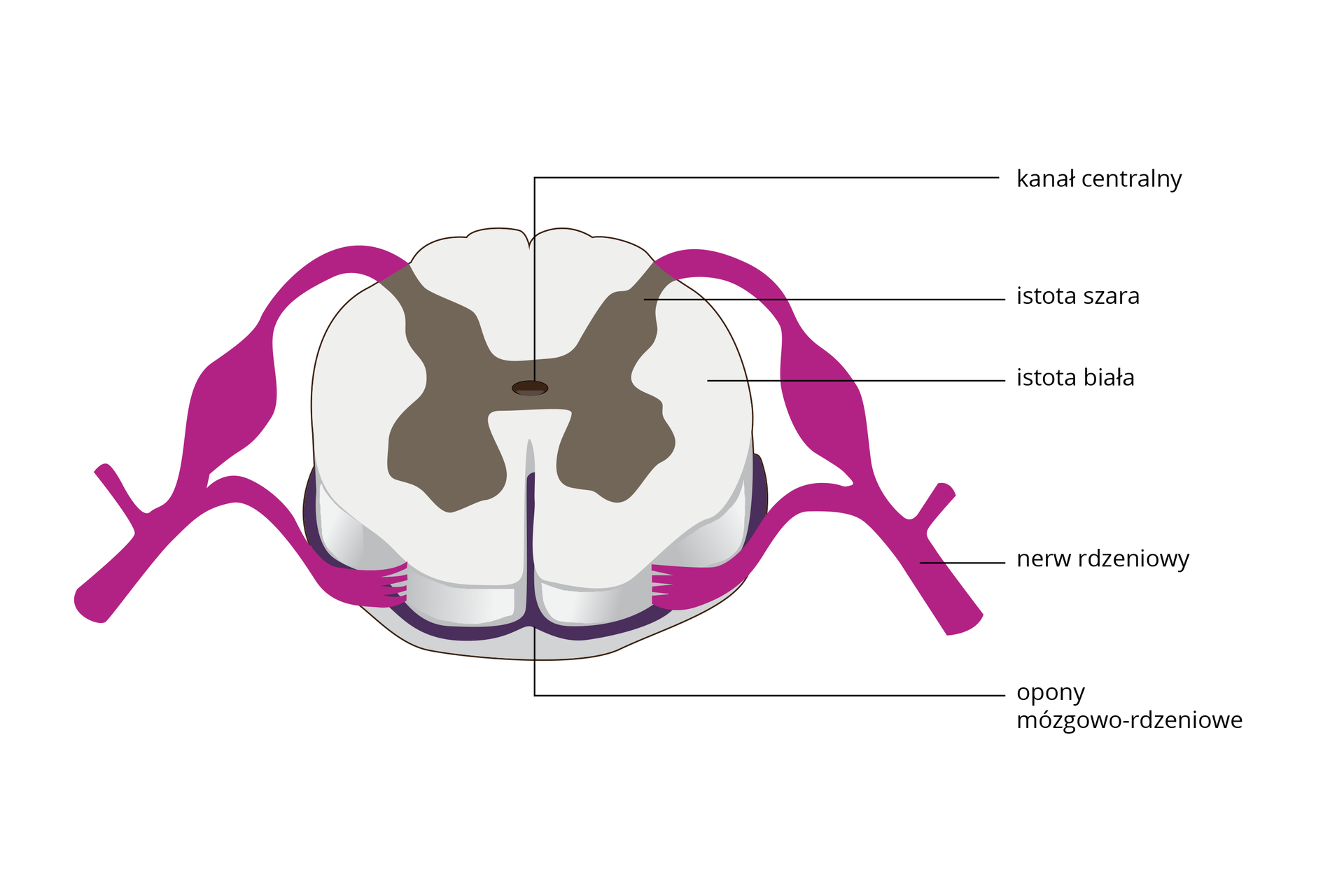 Ilustracja przedstawia schematycznie przekrój poprzeczny białego rdzenia kręgowego. Ma wewnątrz istotę szarą w kształcie litery H. Otoczona się ona istotą białą w kształcie koła. Od istoty szarej, u góry wychodzą różowe nerwy rdzeniowe. W środku ciemny kanał centralny. Wokół rdzenia ciemnofioletowe opony mózgowo‑rdzeniowe.