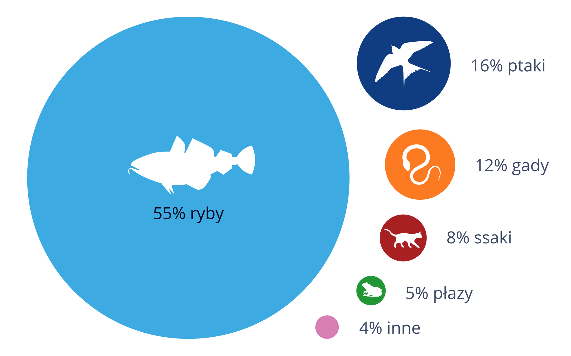 Ilustracja przedstawia koła w różnych kolorach. Wielkość koła odpowiada procentowi liczby gatunków kręgowców. W kołach białe sylwetki przedstawiciela gromady. Najwięcej gatunków mają ryby: 55 procent, błękitne koło. Mniej, bo 16 procent mają ptaki (ciemnoniebieskie koło). Pomarańczowe gady mają 12 procent, bordowe ssaki 8 procent, zielone płazy 5 procent ogólnej liczby gatunków. Pozostałe różowe 4 procent to udział gatunków z innych gromad.